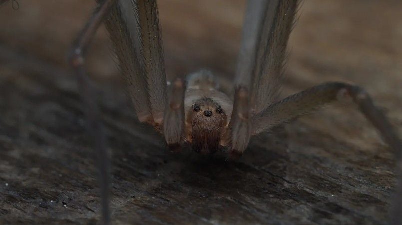Nahaufnahme einer Spinne auf einer Holzoberfläche.