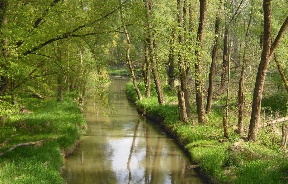 Ein schmaler Fluss fließt durch einen grünen Auwald mit vielen Bäumen und saftigem Gras.