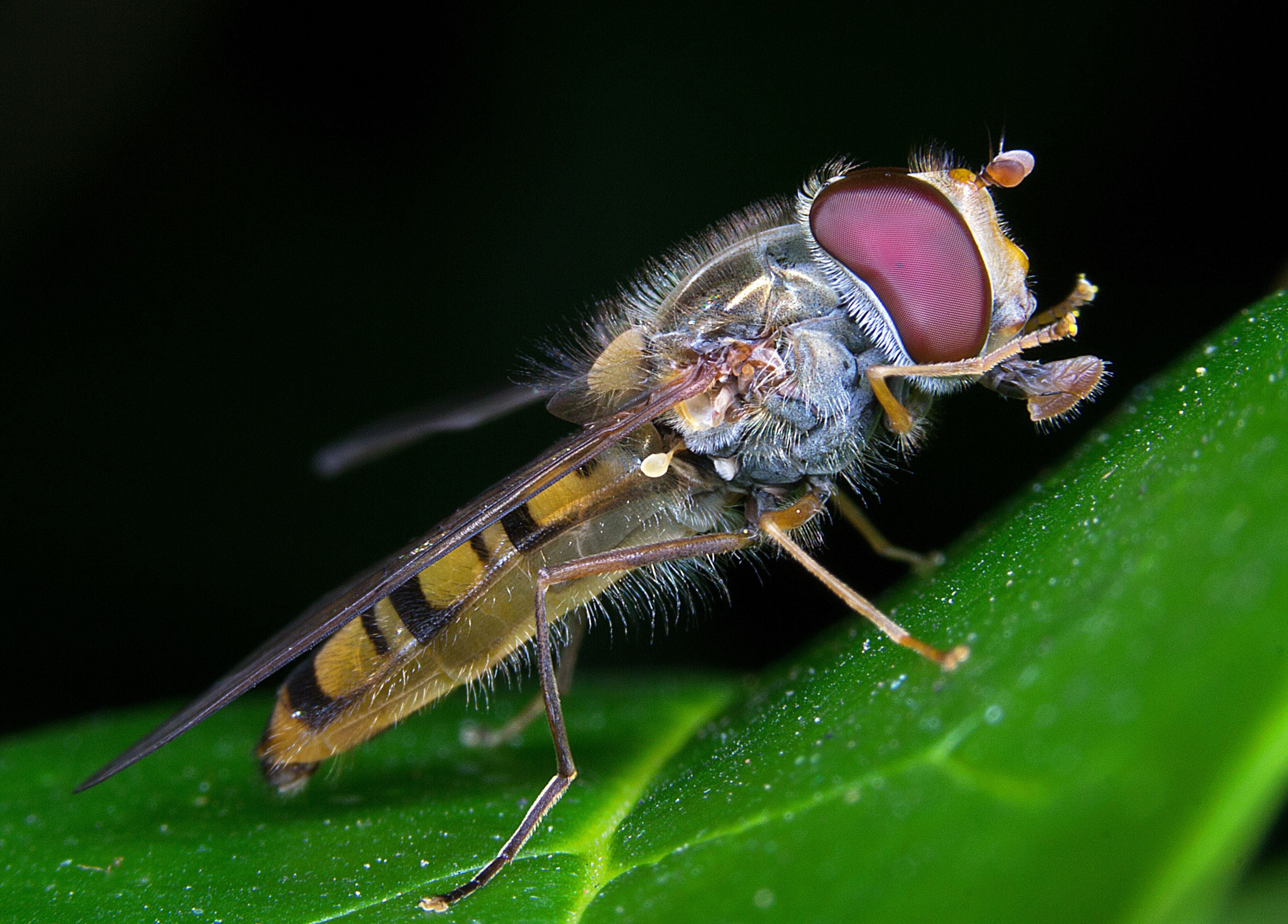 Makroaufnahme einer Schwebfliege mit großen roten Augen auf einem grünen Blatt.