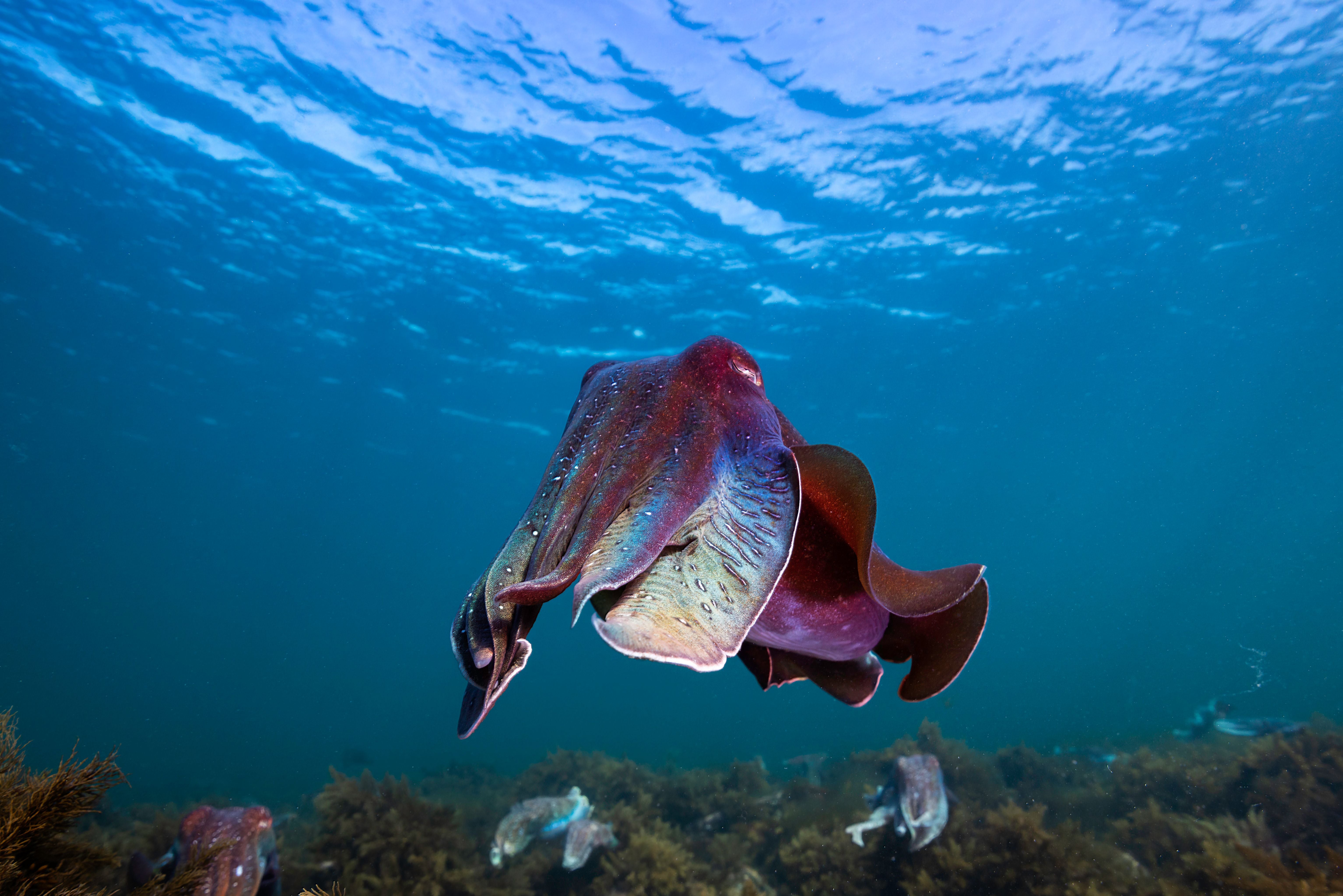 Ein Tintenfisch schwimmt im klaren Wasser über Seegras nahe der Küste von Point Lowly.