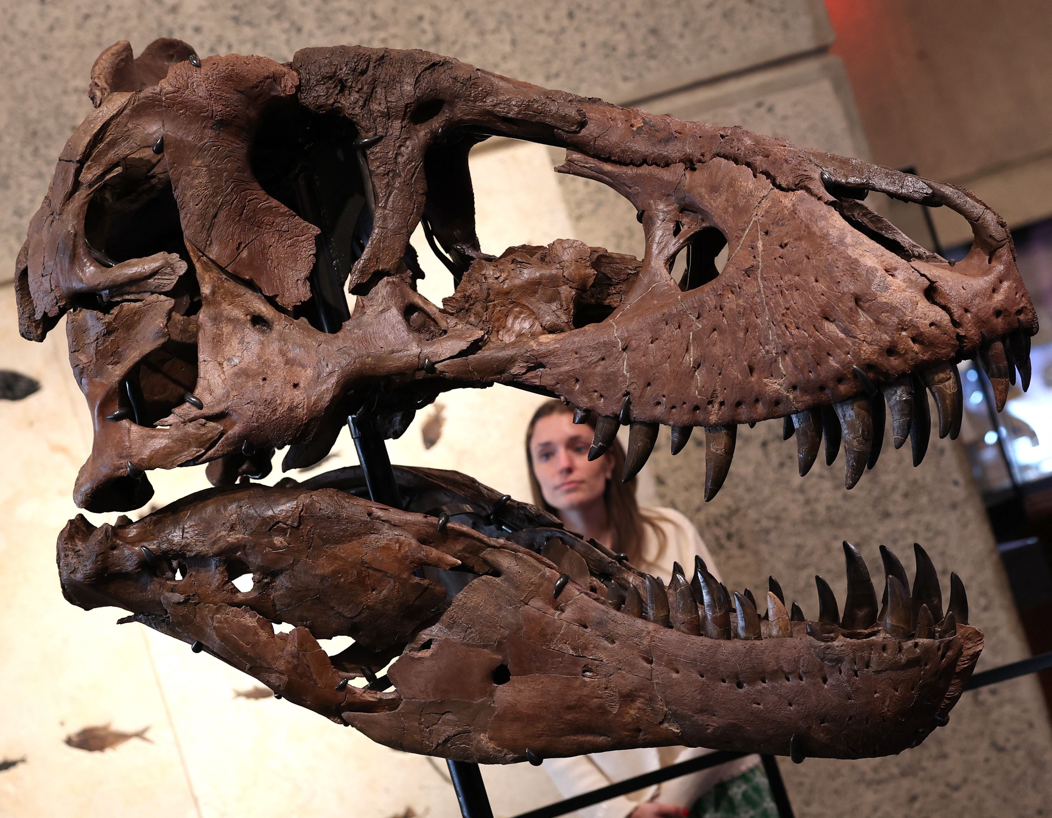 Ein großes Tyrannosaurus-Rex-Schädel-Fossil mit einer Frau im Hintergrund im Museum.