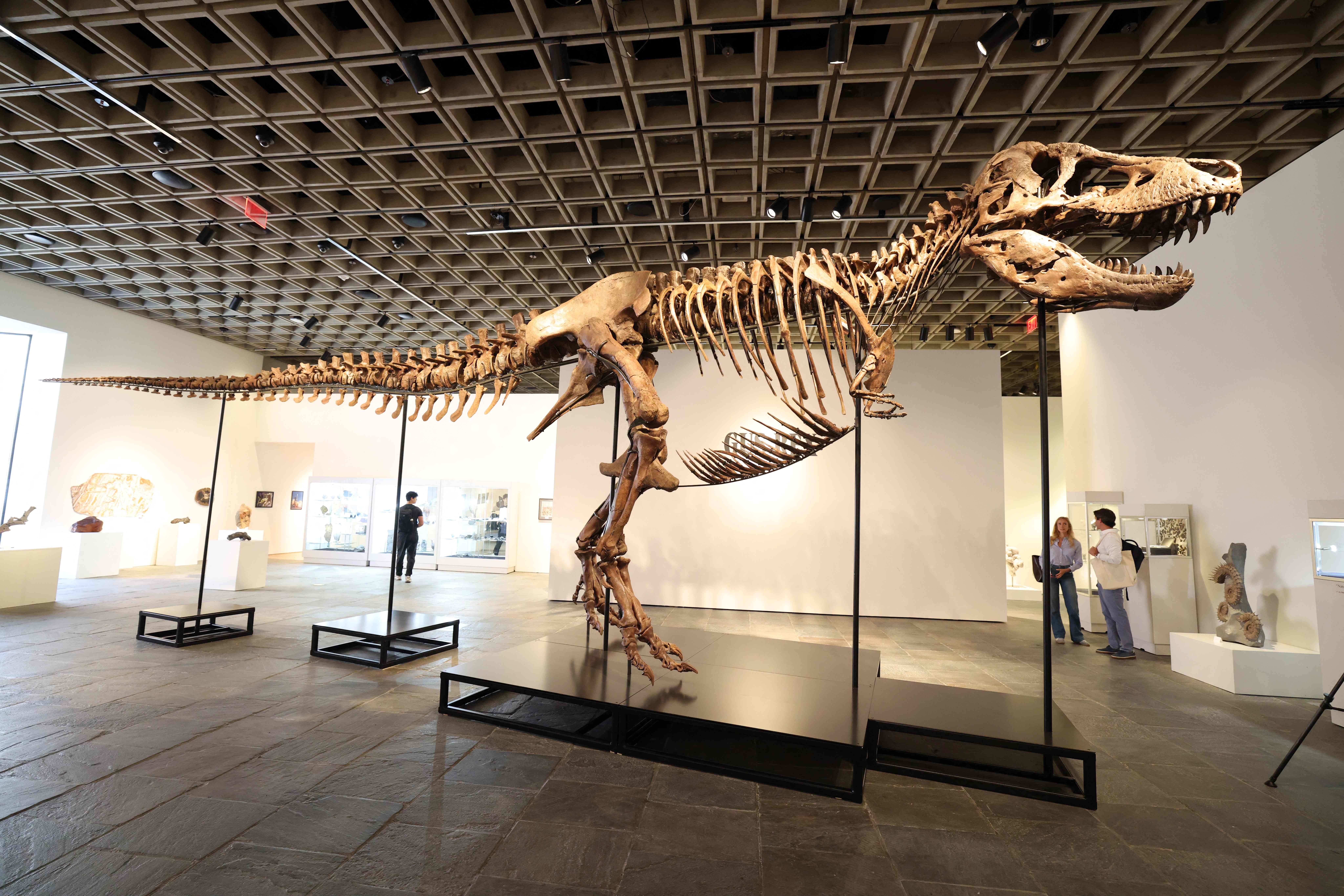 T. rex-Skelett „Gus“ steht ausgestellt in einem modern beleuchteten Museumsraum mit Besuchern.