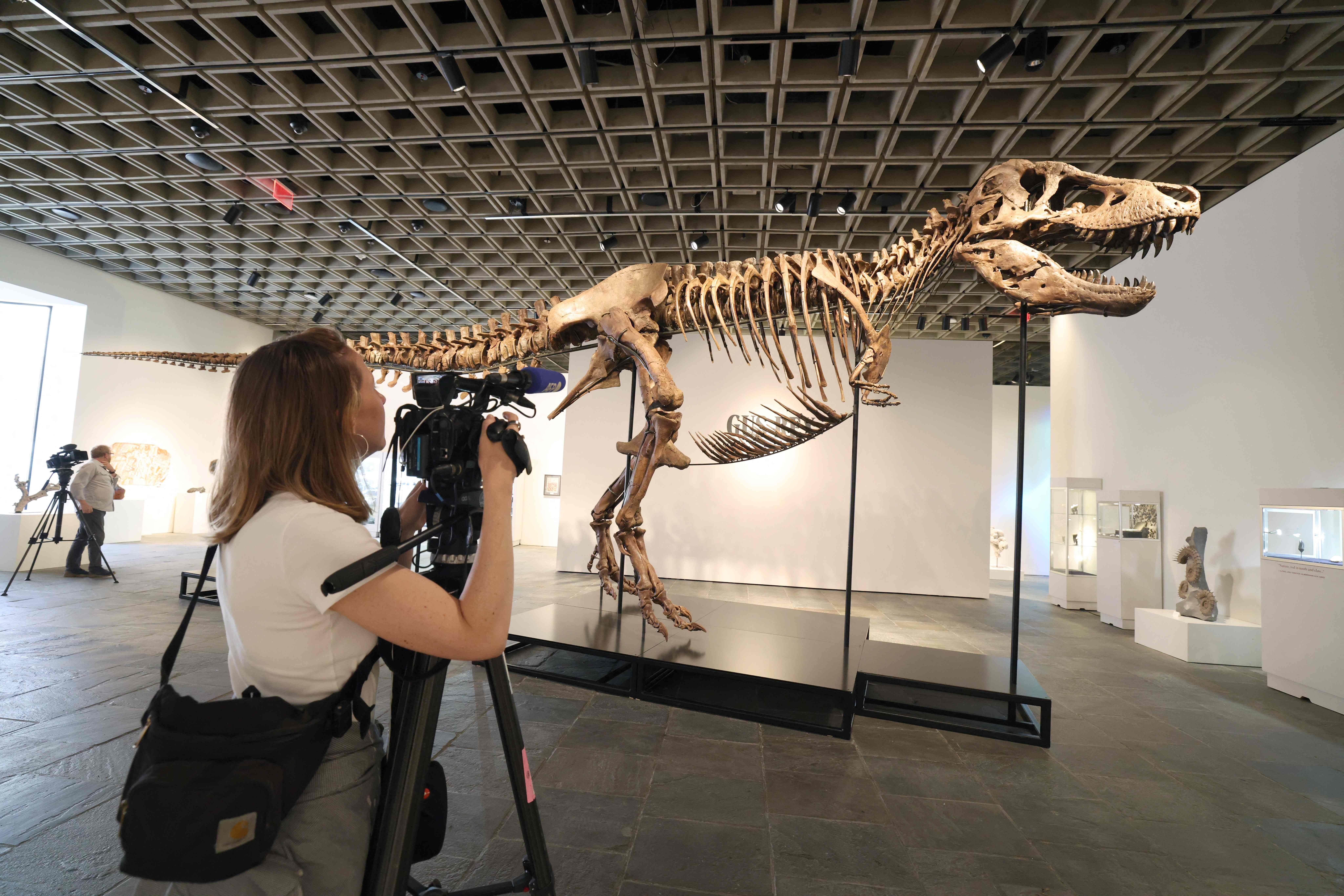 Eine Frau filmt ein großes Tyrannosaurus-Rex-Skelett in einem modernen Ausstellungsraum.