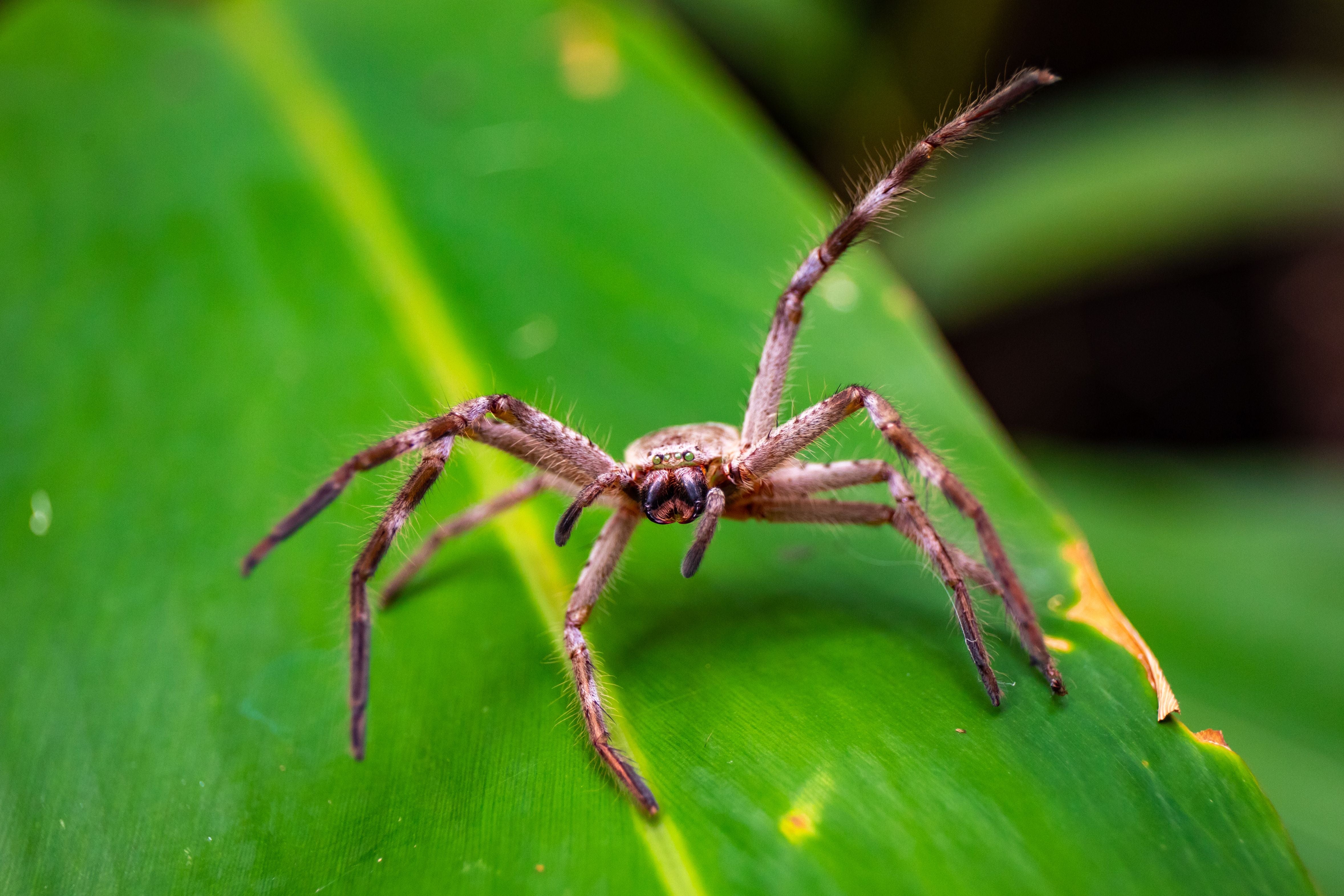 Nahaufnahme einer Spinne auf einem grünen Blatt in Queensland, Australien.