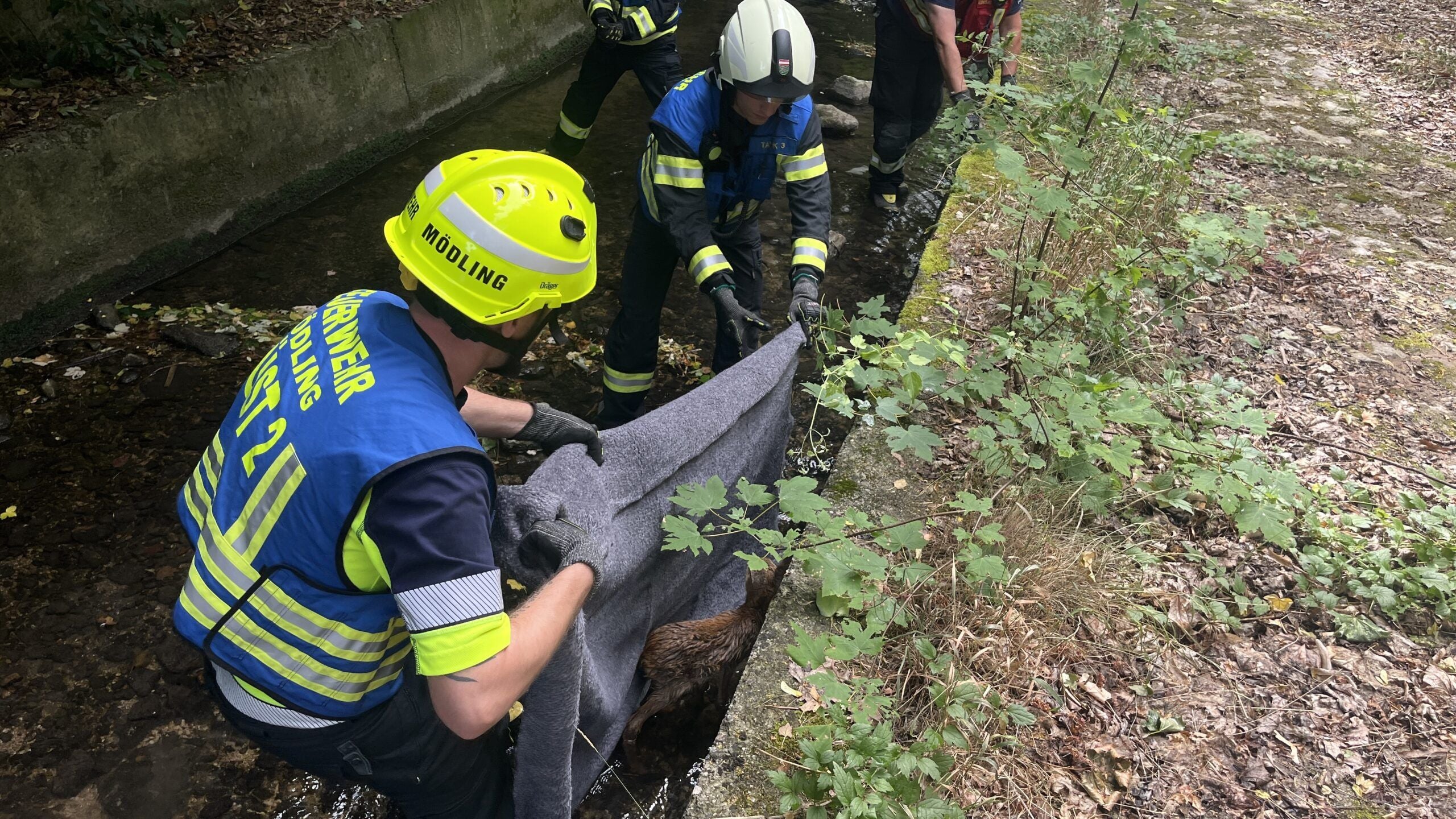 Feuerwehrleute retten ein Rehkitz mit einer Decke aus einem regulierten Bachbett.