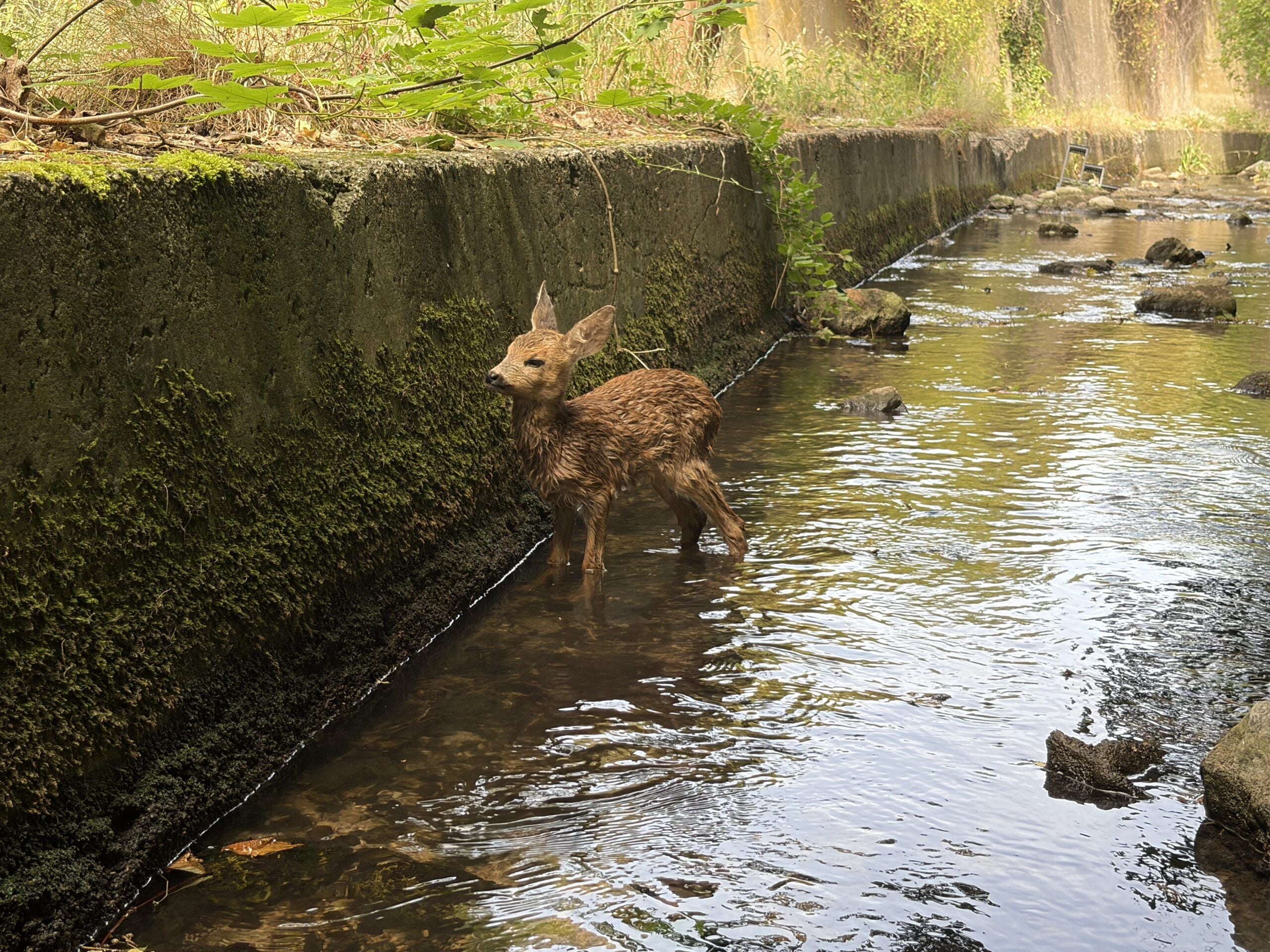 Ein junges, nasses Rehkitz steht in einem betonierten Bachbett mit flachem Wasser.