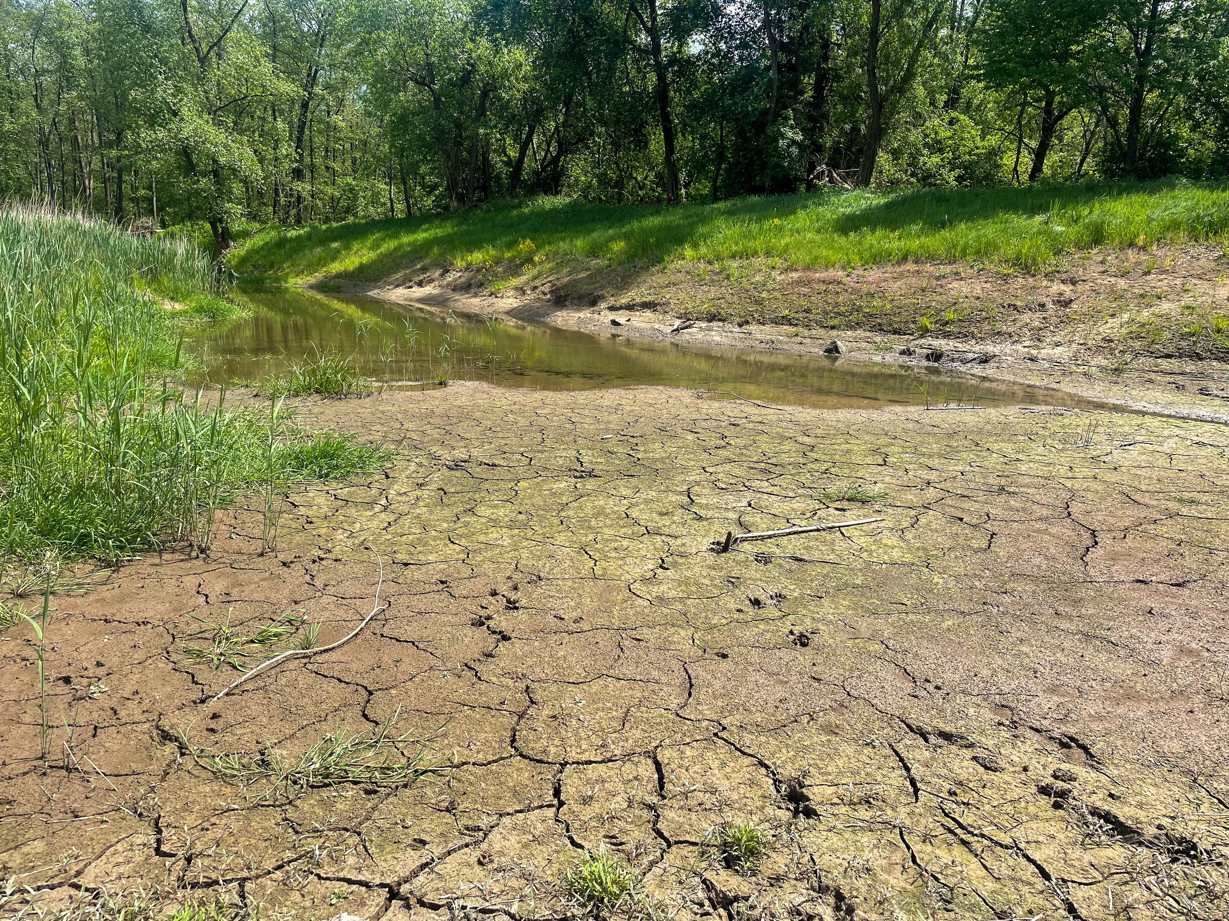 Ausgetrocknetes Flussbett mit Rissen im Boden und etwas Wasser, umgeben von grünem Gras und Bäumen.
