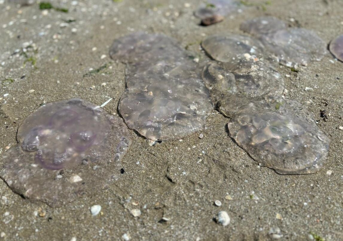 Mehrere Quallen liegen auf dem Sand am Strand von Rimini.