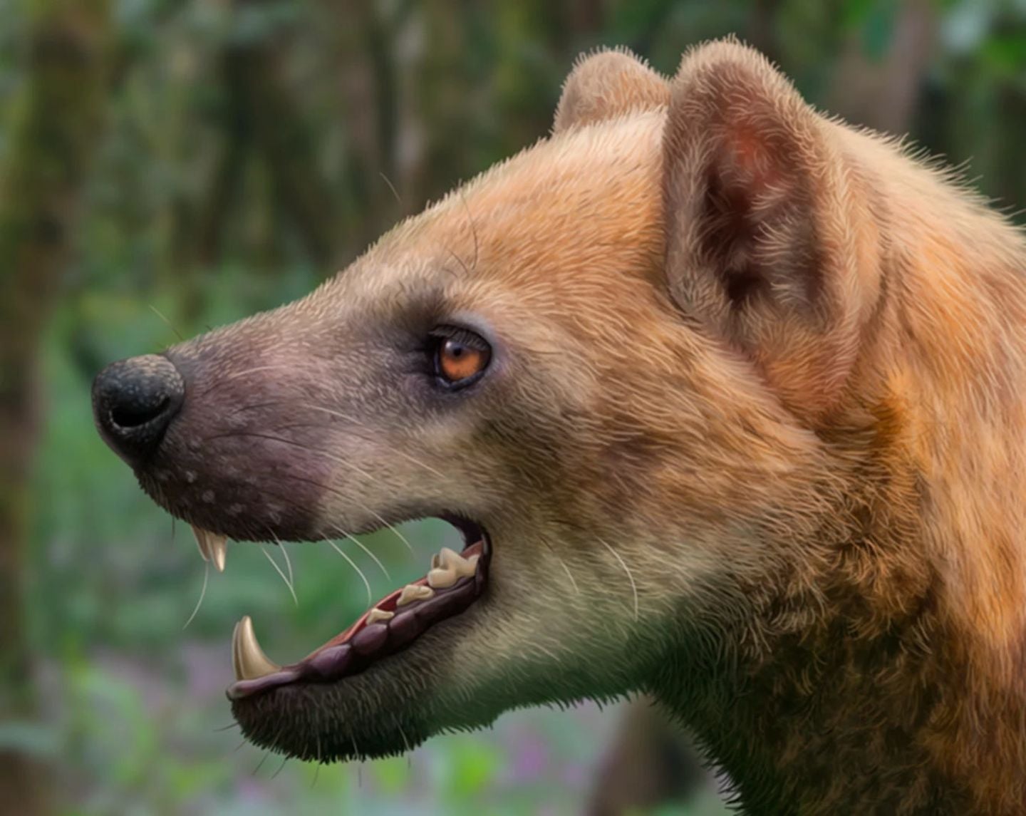 Nahaufnahme eines Bärenhundes mit geöffnetem Maul und sichtbaren Fangzähnen im Wald.