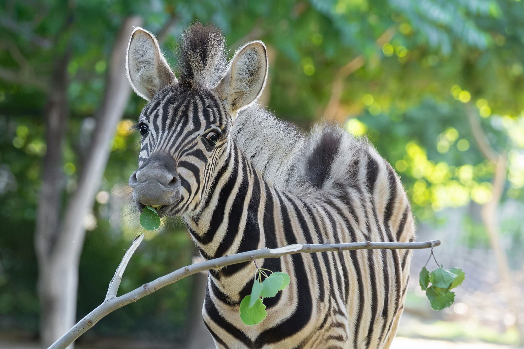 Junges Zebra frisst Blätter von einem Ast, im Hintergrund grüne Bäume.