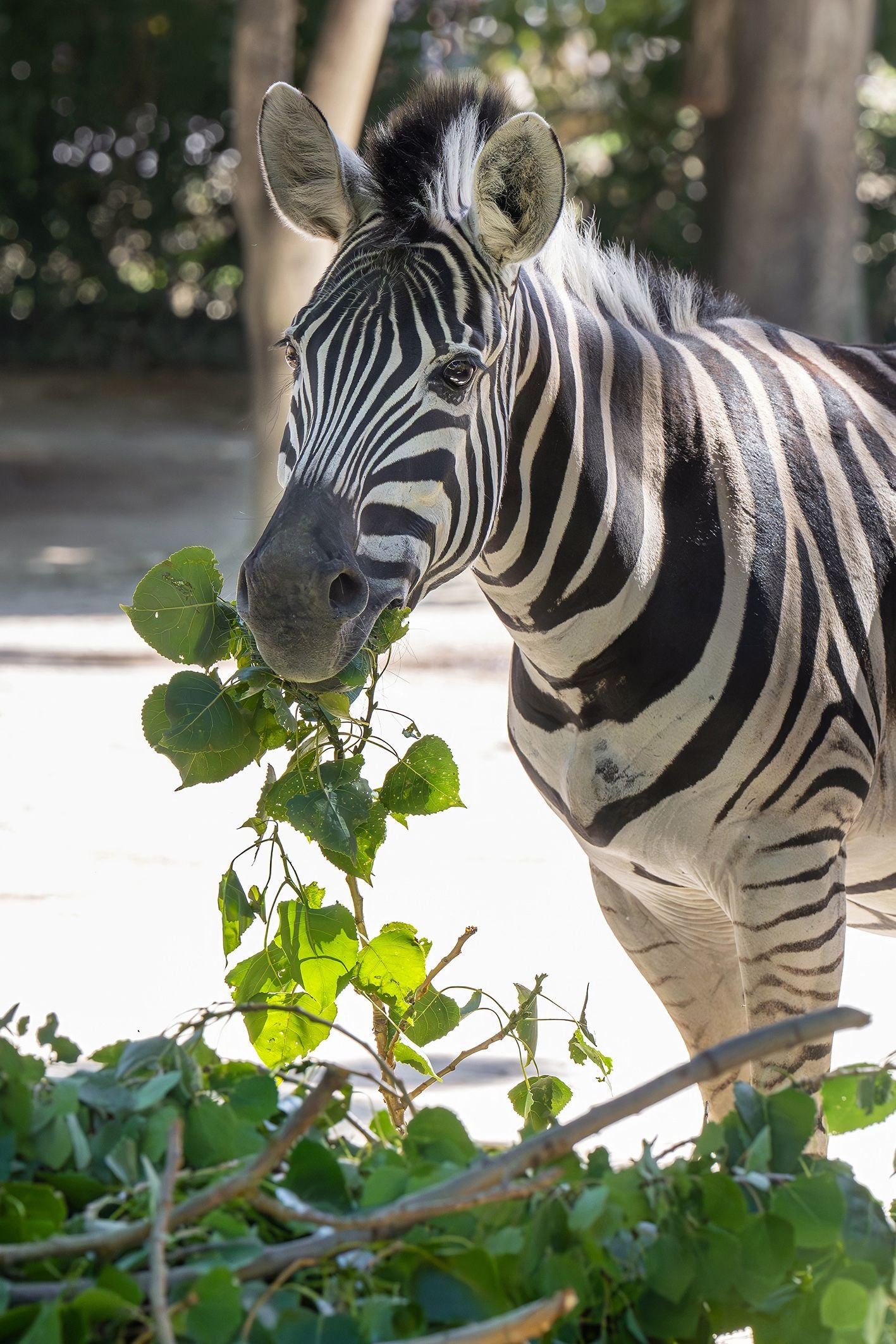 Ein Zebra frisst frische grüne Blätter von einem Ast.