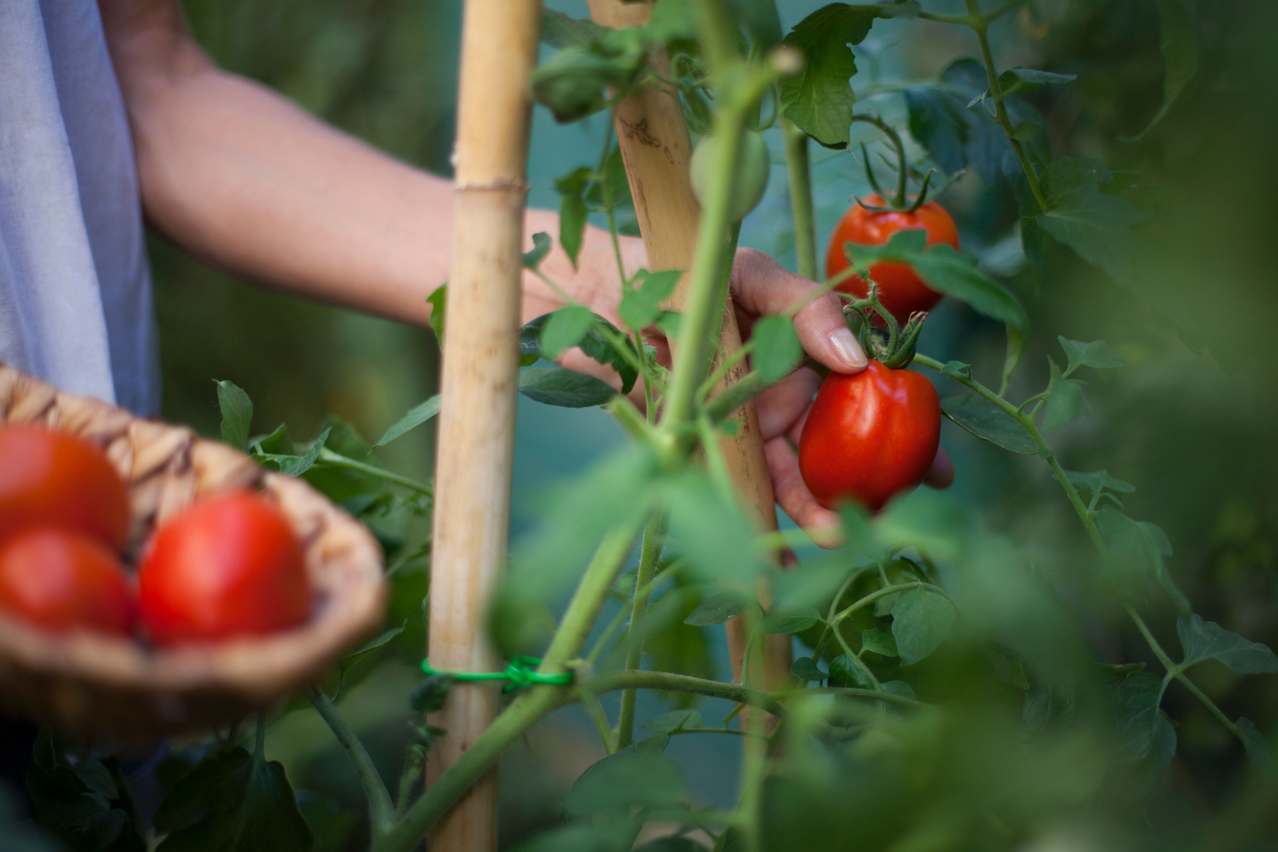 Hand pflückt reife Tomaten von einer Pflanze, Korb mit Tomaten im Vordergrund.