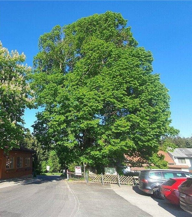 Großer Sommerlindenbaum mit dichter Krone am Straßenrand in Ödenkirchen bei blauem Himmel.