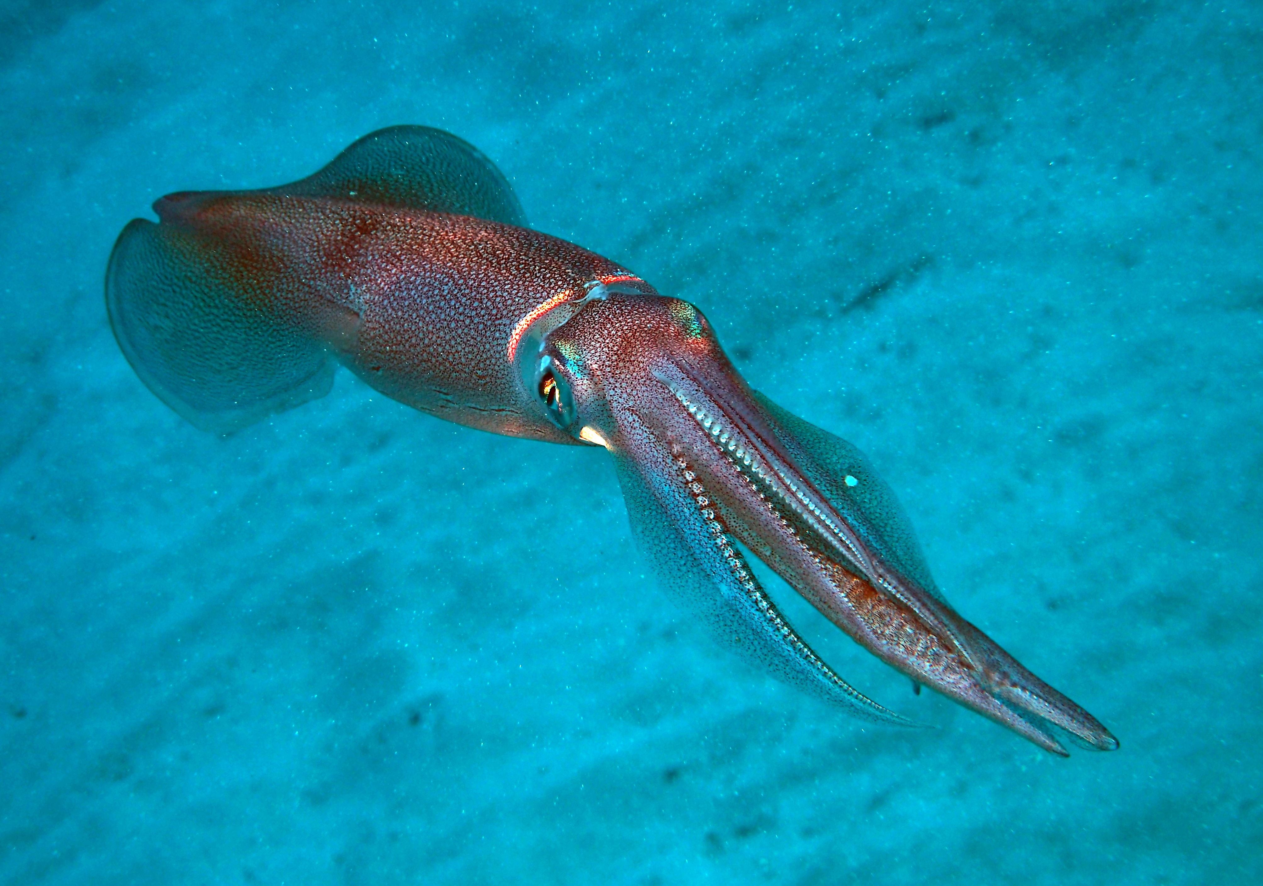 Ein Tintenfisch schwimmt im klaren blauen Wasser vor sandigem Meeresboden.