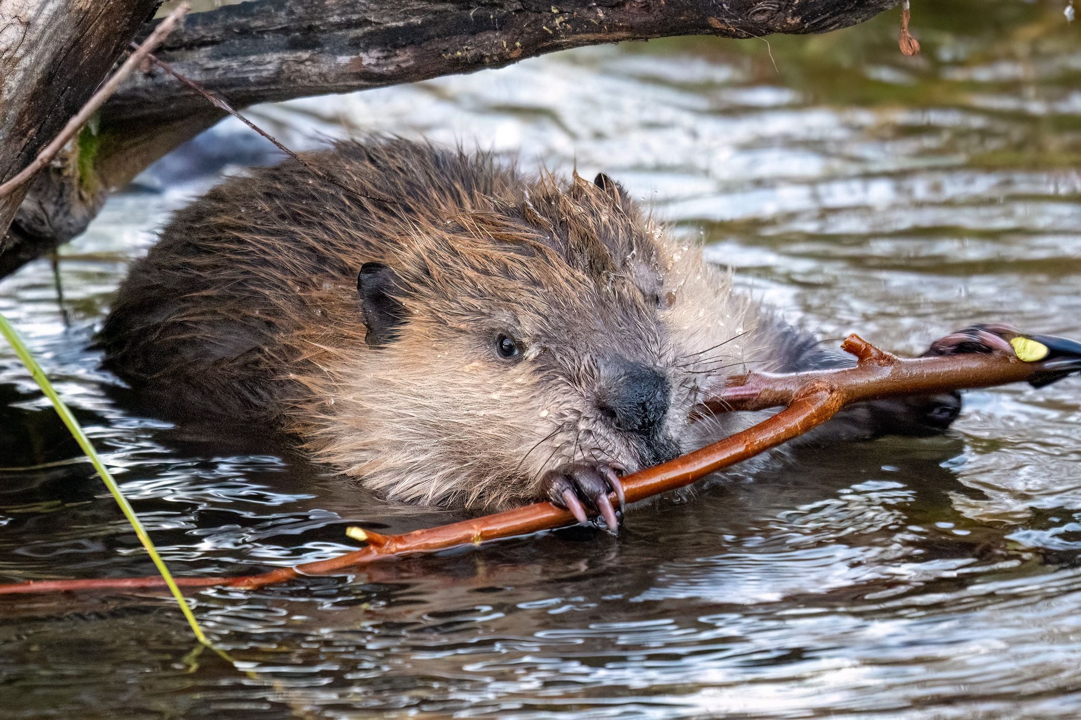 Ein Biber hält einen Ast im Wasser mit seinen Pfoten und Zähnen fest.