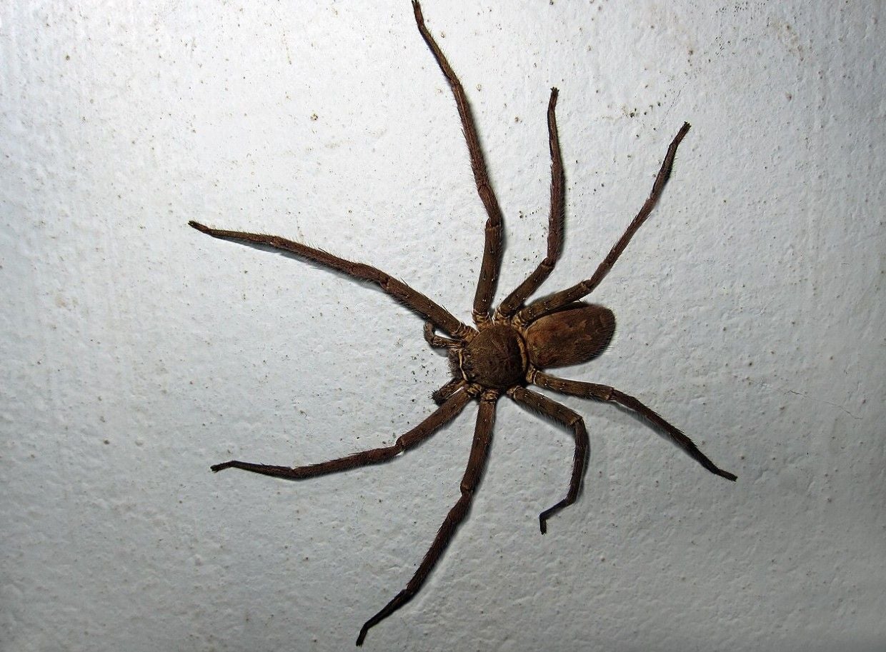 Große braune Riesenkrabbenspinne sitzt an einer weißen Wand.