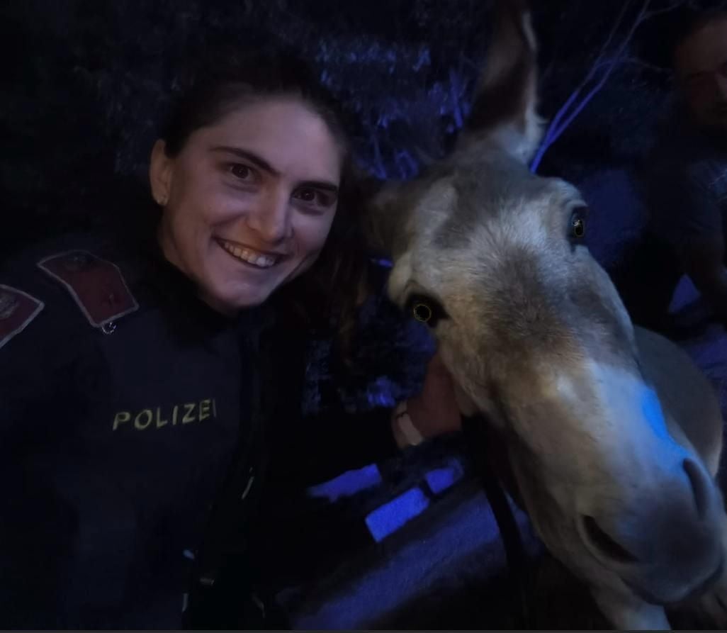 Polizeibeamte fangen verirrte Esel auf der Wiener Westeinfahrt ein