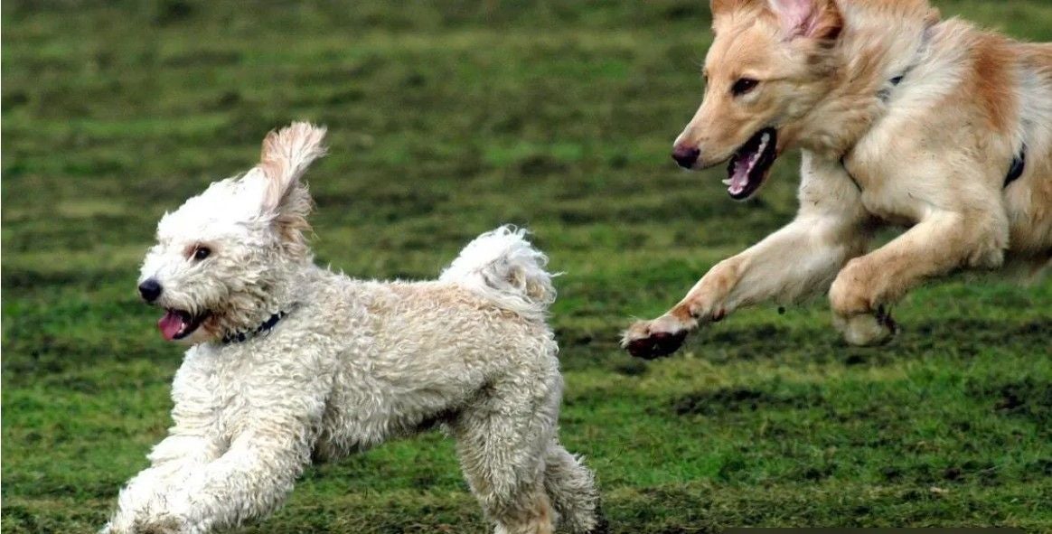 Zwei Hunde spielen rennend auf einer grünen Wiese miteinander.