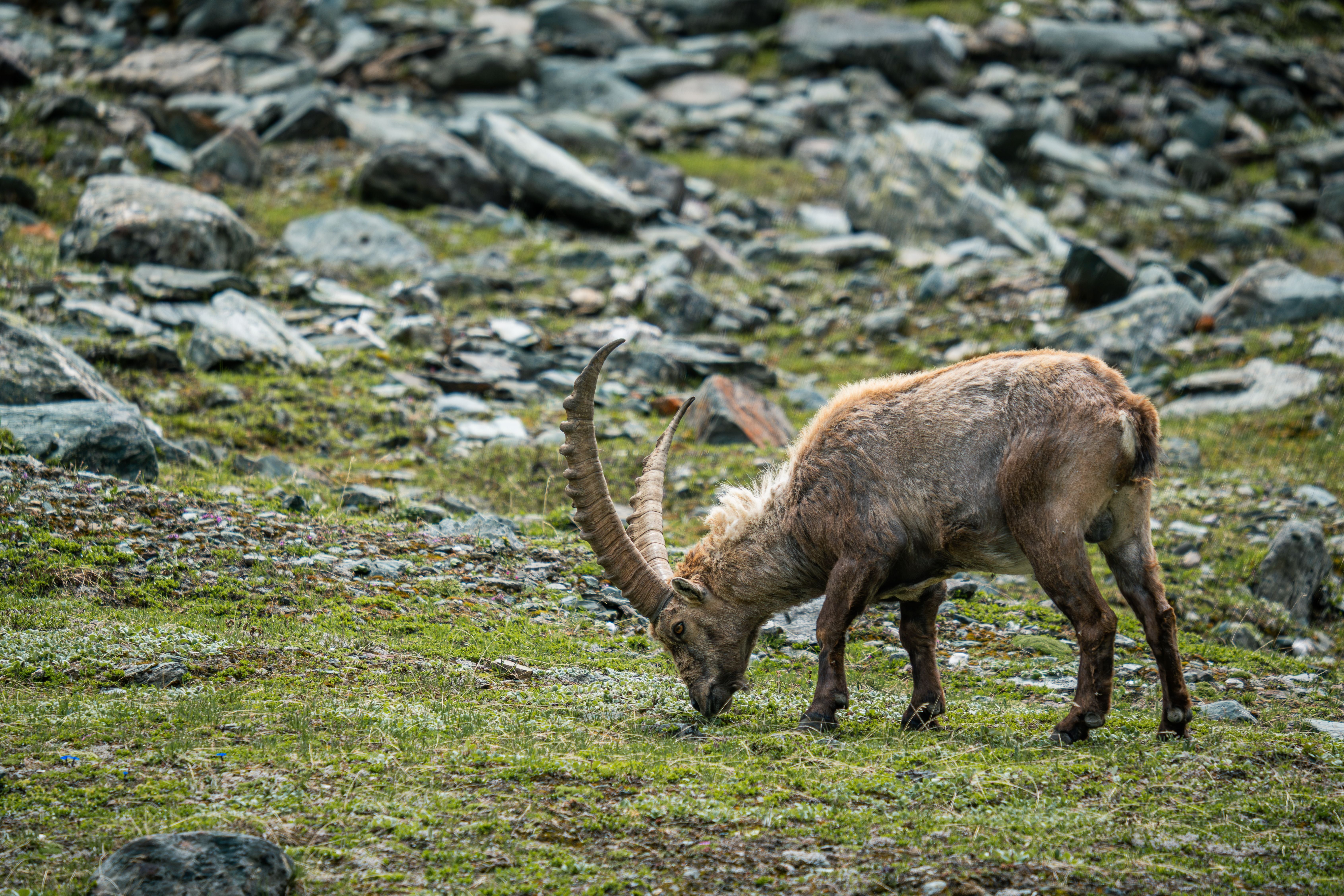 Ein Alpensteinbock grast auf einer steinigen Almwiese im Nationalpark Hohe Tauern.