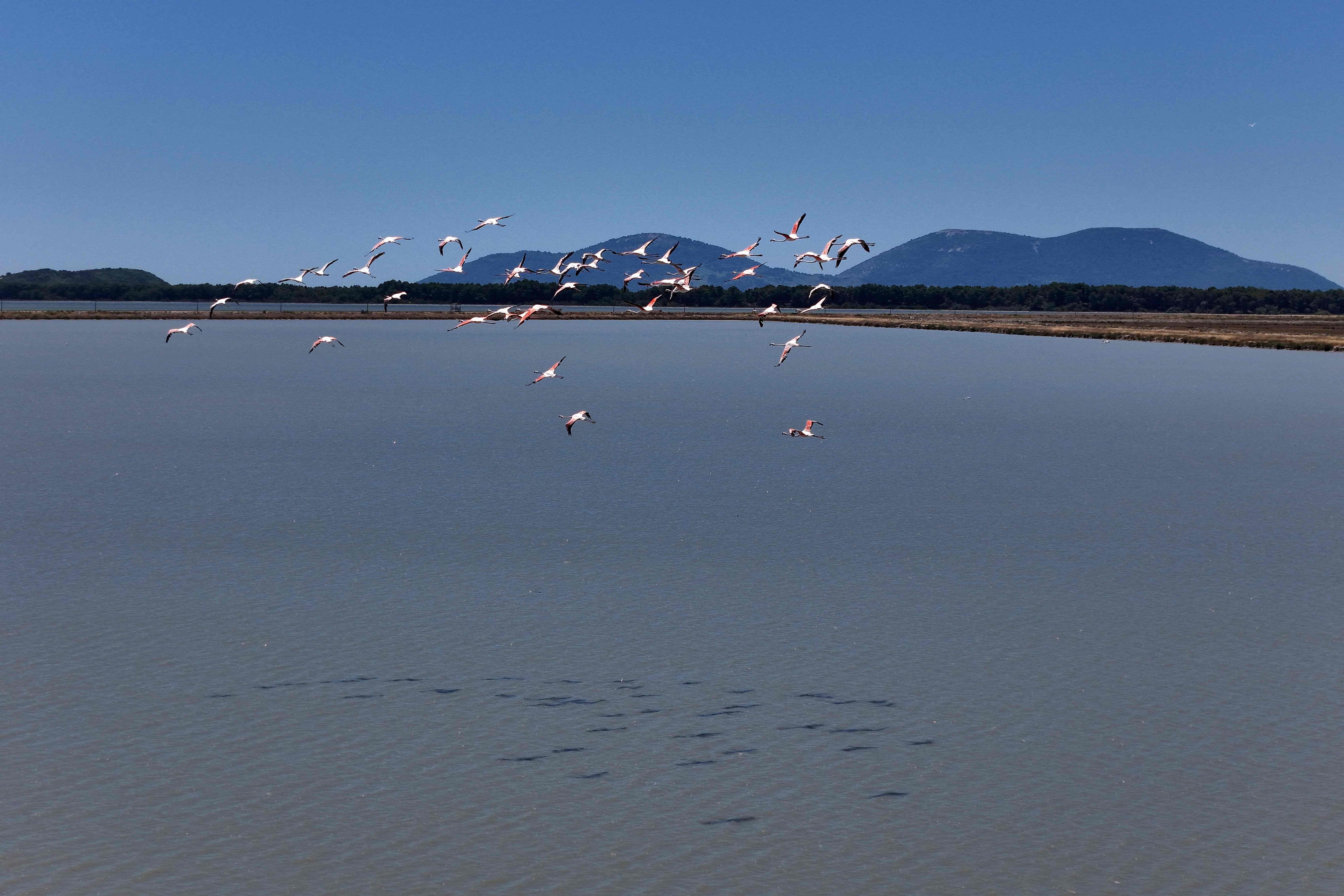 Mehrere Flamingos fliegen über eine ruhige Lagune, im Hintergrund Berge und blauer Himmel.