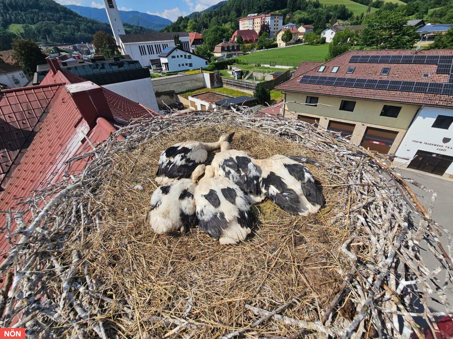 Mehrere junge Störche liegen zusammen in einem großen Nest auf einem Hausdach in einer Stadt.