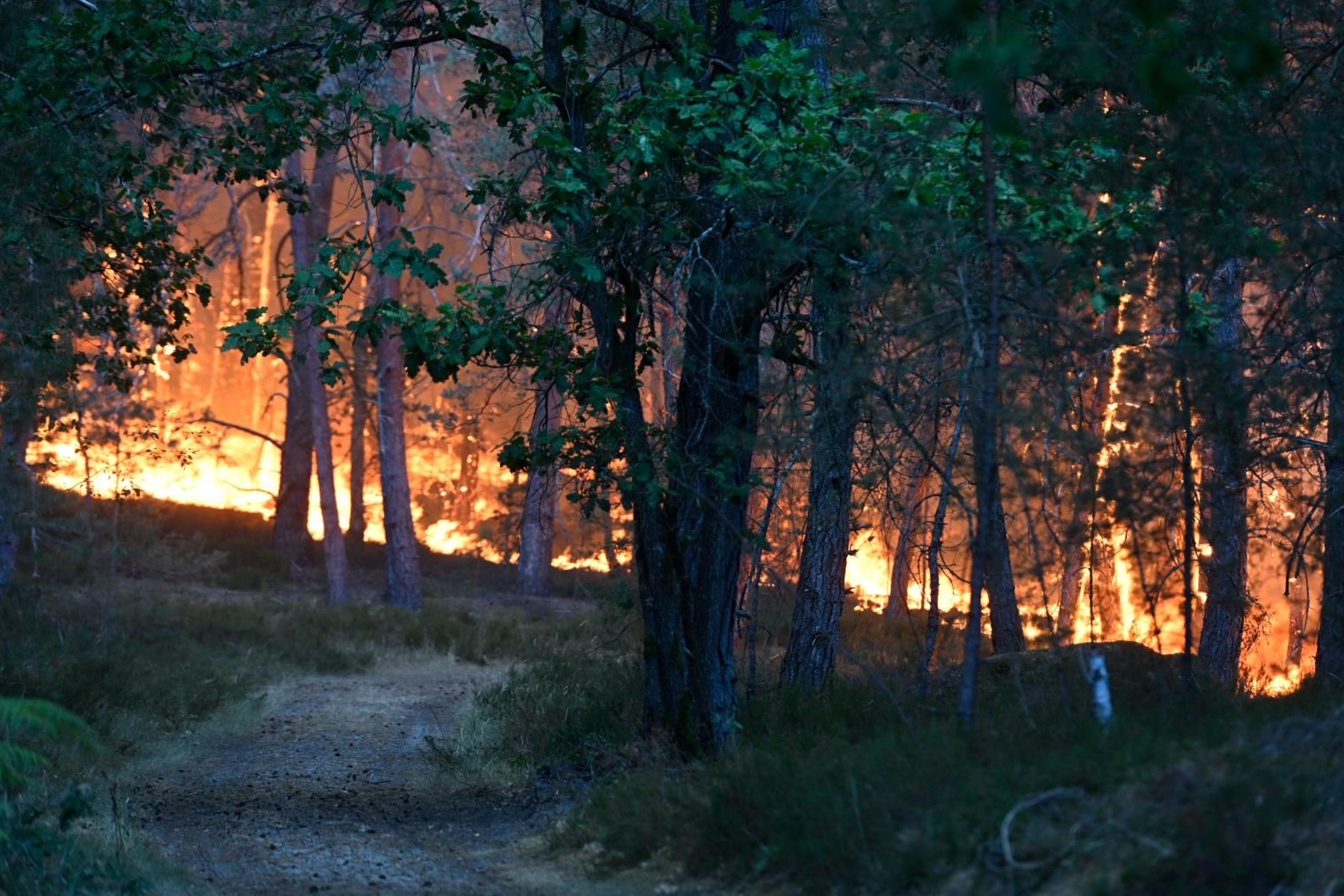 Ein Waldbrand brennt hinter Bäumen in einem dichten Wald bei Dämmerung.