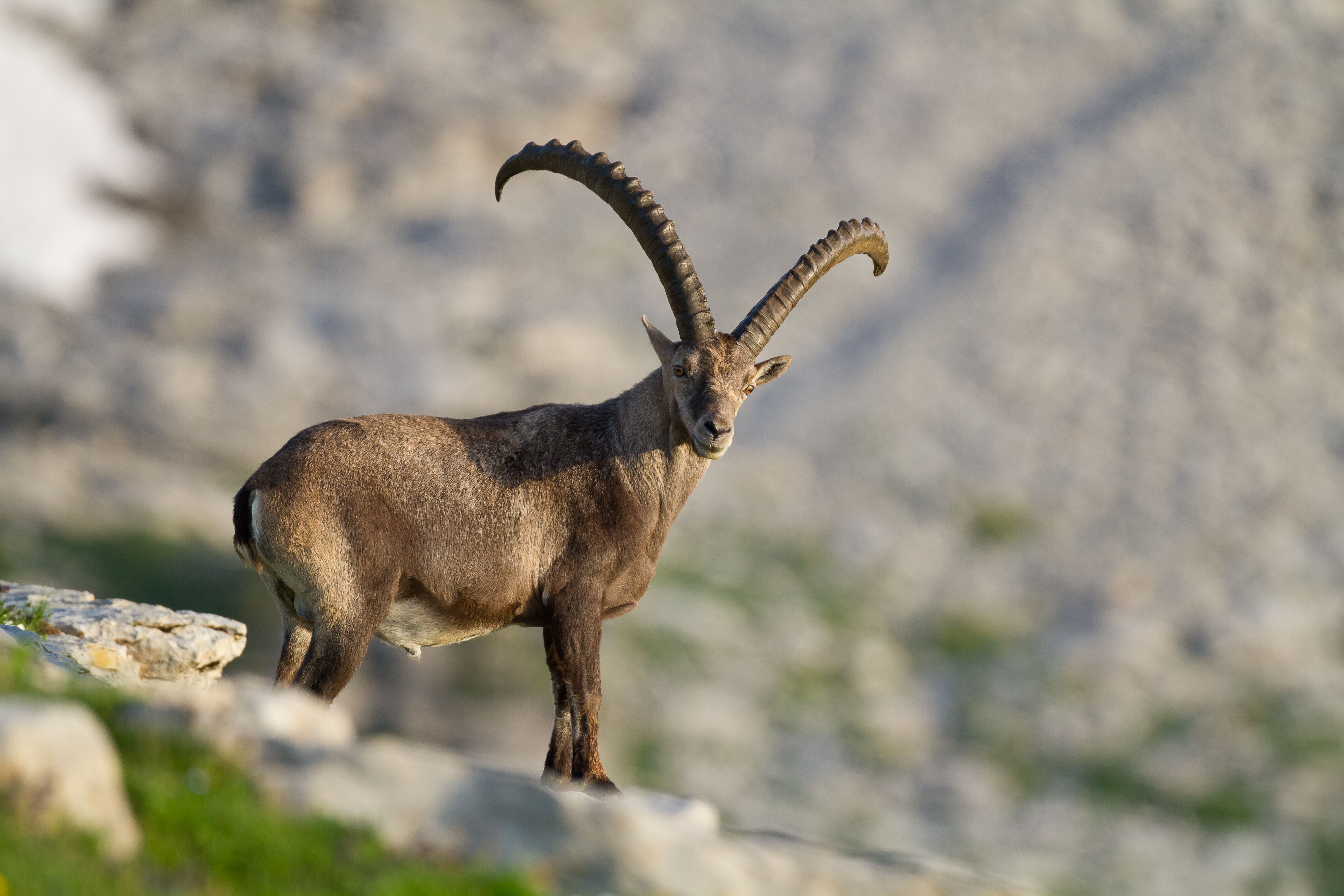 Ein Steinbock mit großen, gebogenen Hörnern steht auf einer felsigen Wiese.