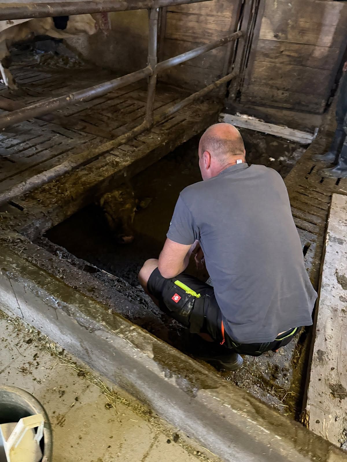 Ein Mann kniet vor einem Stier, der in einer Grube im Stall feststeckt.