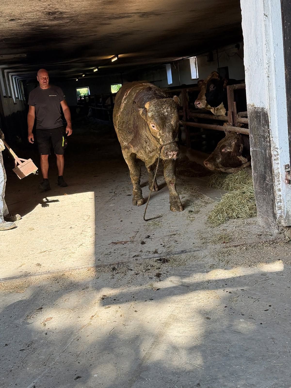 Ein Stier steht im Stall, ein Mann beobachtet ihn, weitere Kühe sind im Hintergrund.