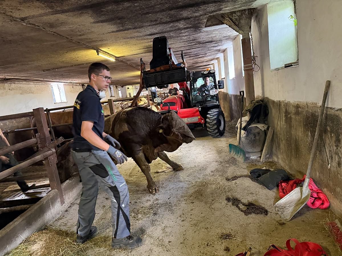 Ein Mann führt einen Stier in einem Stall, im Hintergrund ist ein roter Traktor zu sehen.