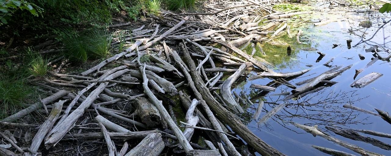 Viele abgestorbene Äste und Holzstücke liegen am Ufer eines fast ausgetrockneten Gewässers.