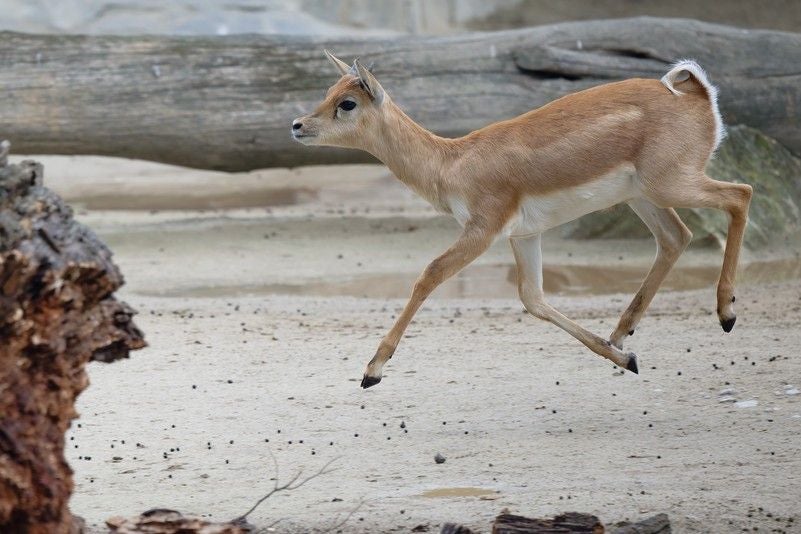 Eine junge Antilope springt auf sandigem Boden im Tiergarten Schönbrunn.