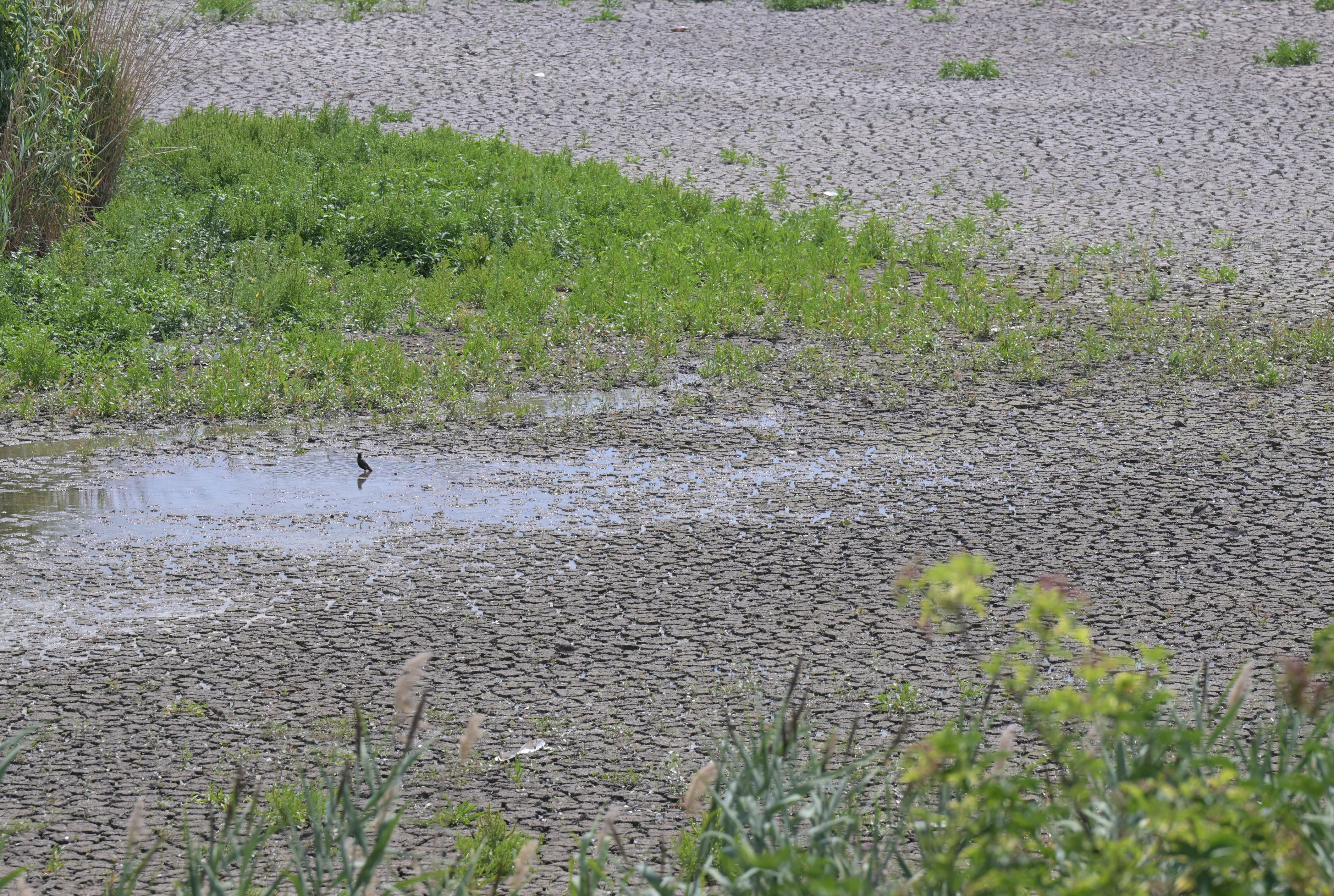 Ein ausgetrocknetes Flussbett mit wenigen Wasserstellen und einem Vogel, umgeben von etwas Grün.