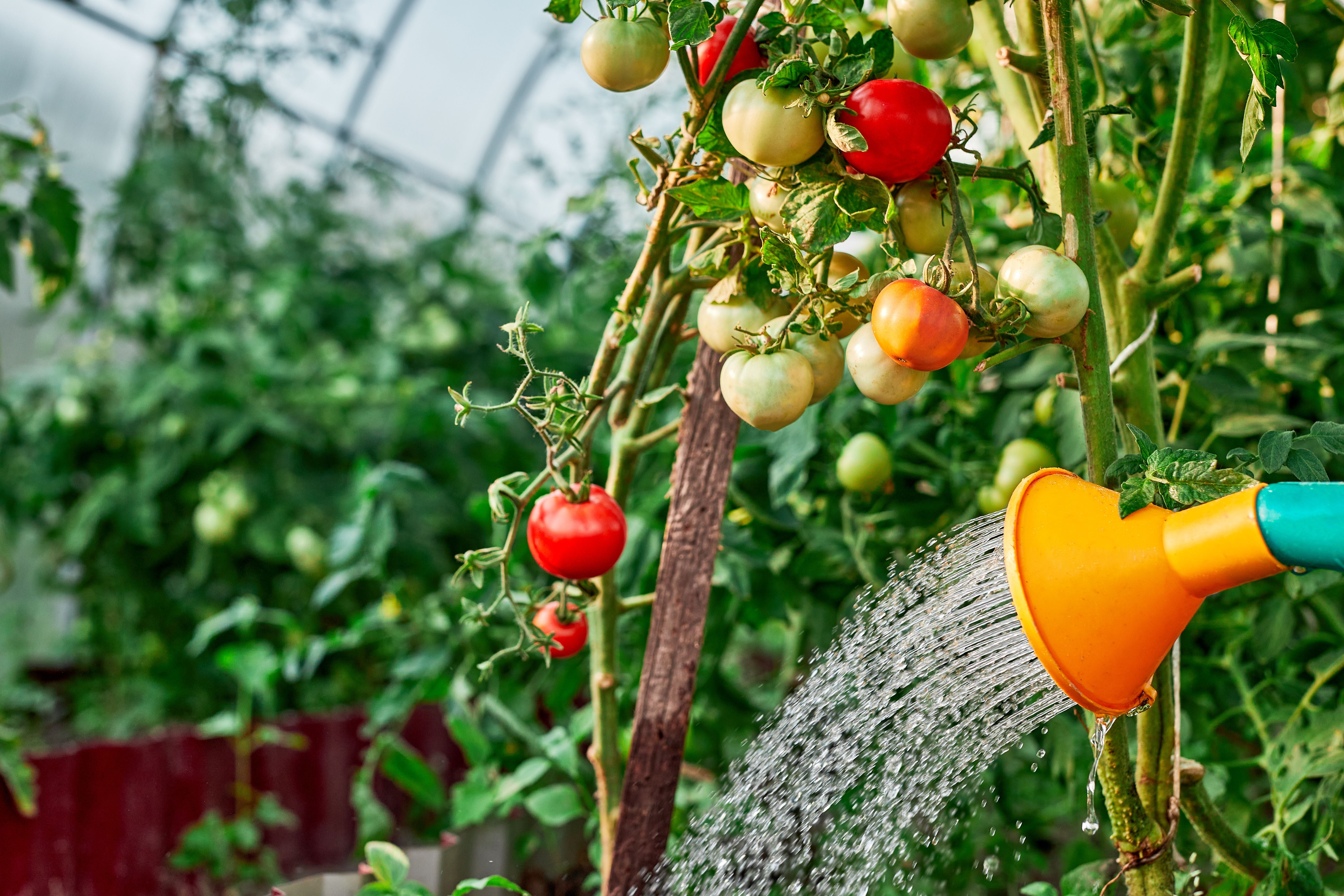 Tomatenpflanze im Gewächshaus wird mit einer gelben Gießkanne bewässert.