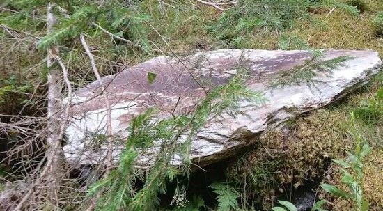 Großer, flacher Felsen im moosbewachsenen Wald, teils von Ästen und Farnen bedeckt.