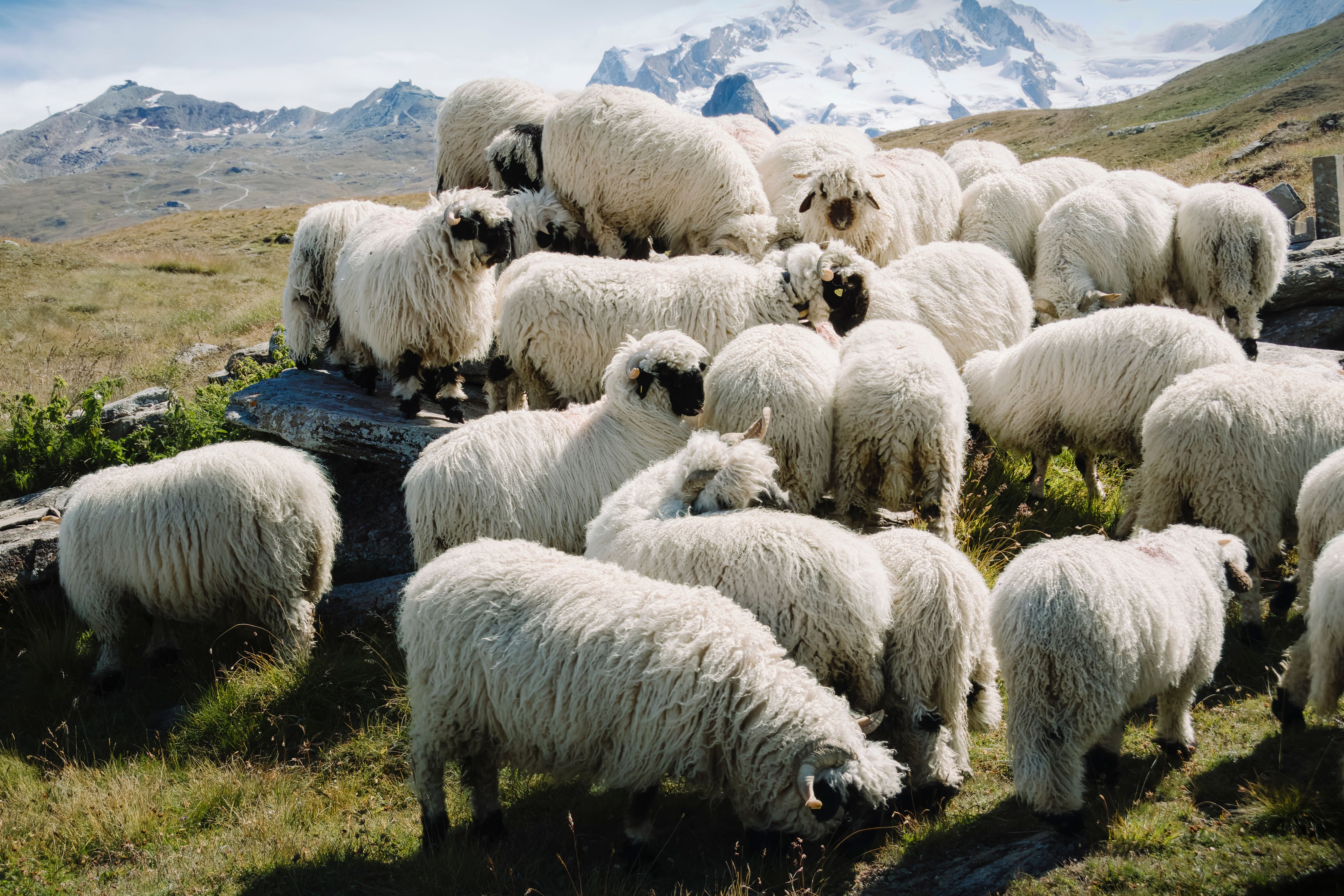 Schafherde grast auf einer alpinen Wiese.