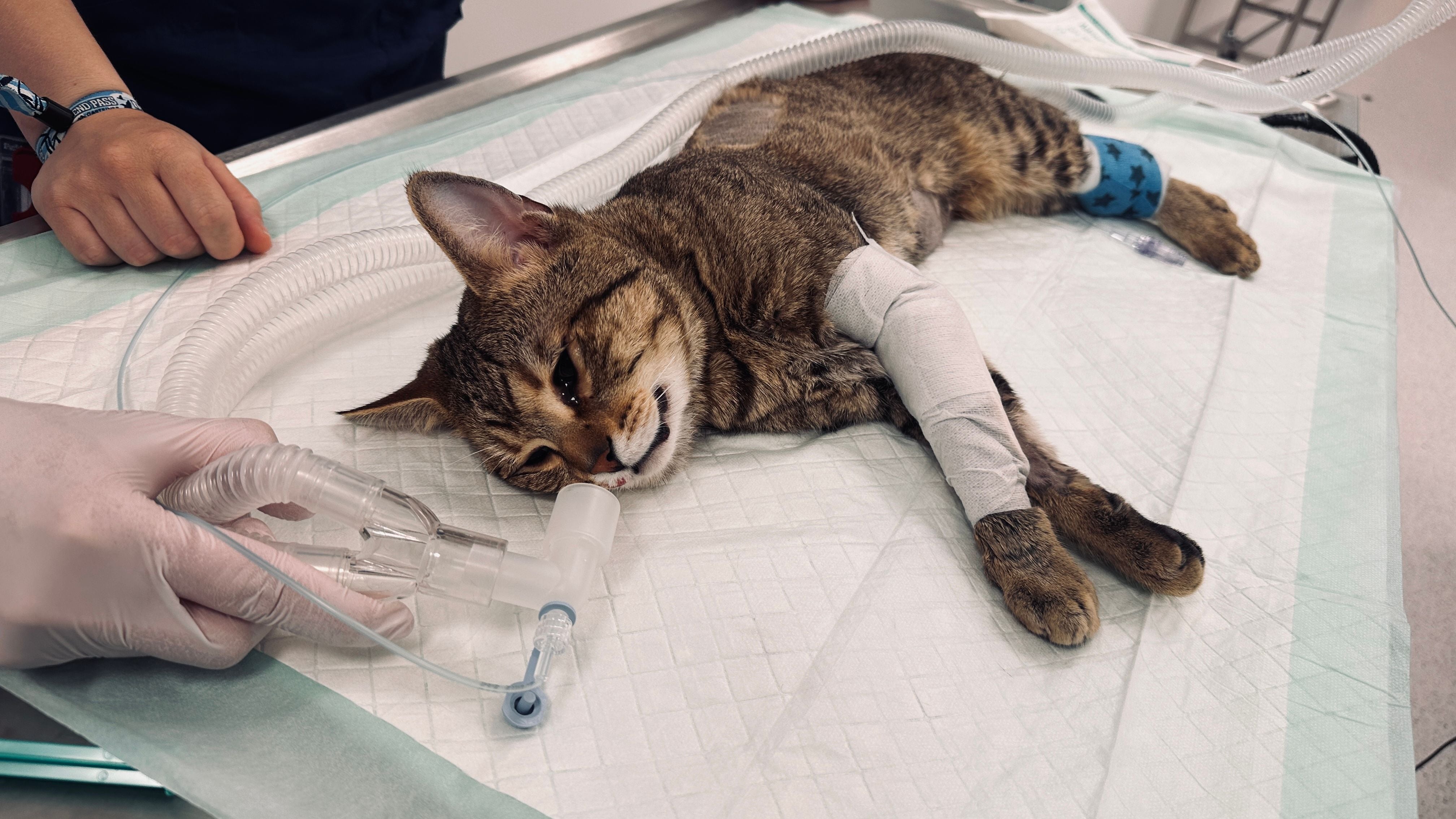 Kater Frankie liegt sediert mit Infusion und Beatmungsschlauch auf einem OP-Tisch.