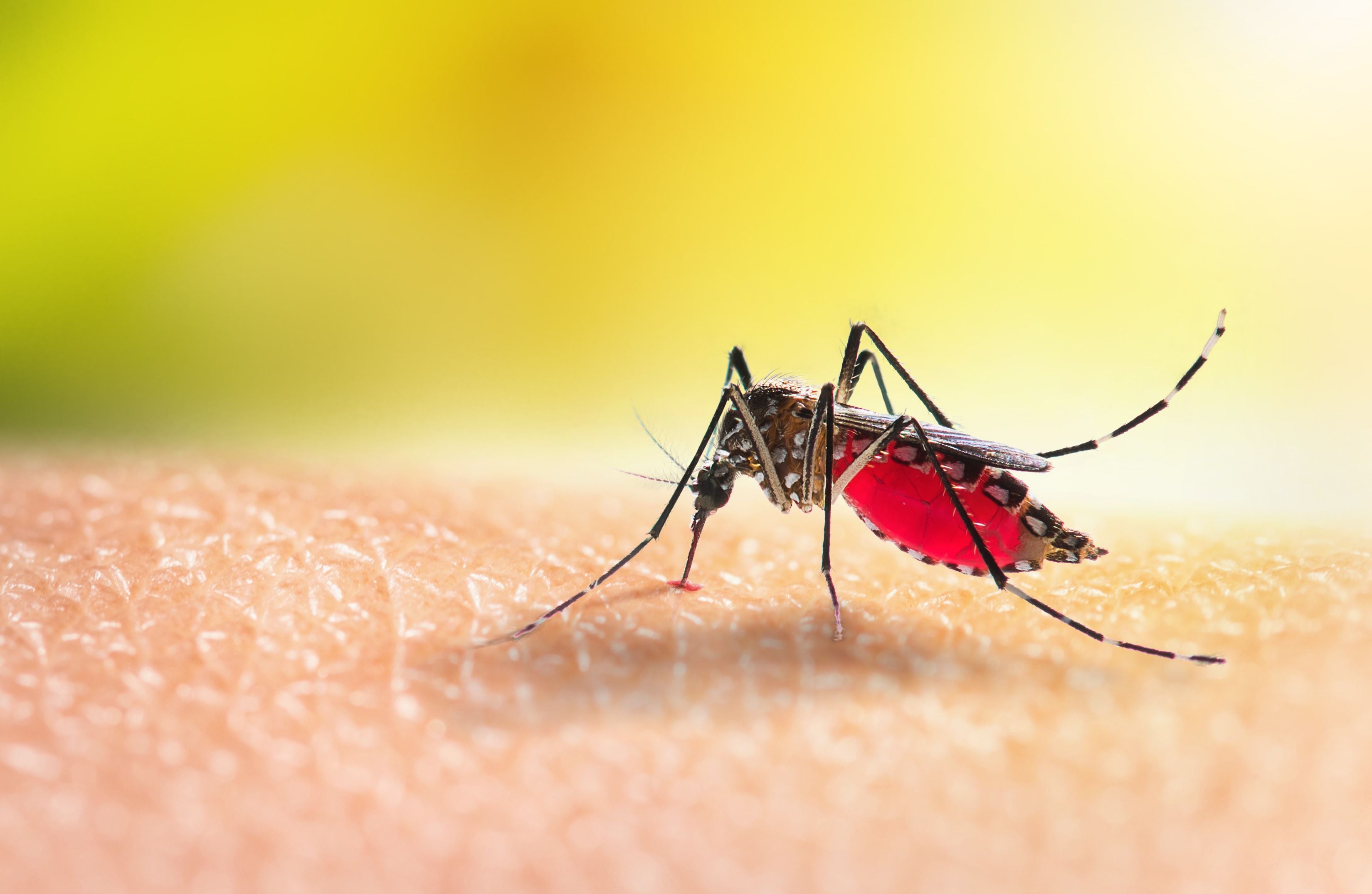 Aedes-Mücke saugt Blut auf menschlicher Haut.
