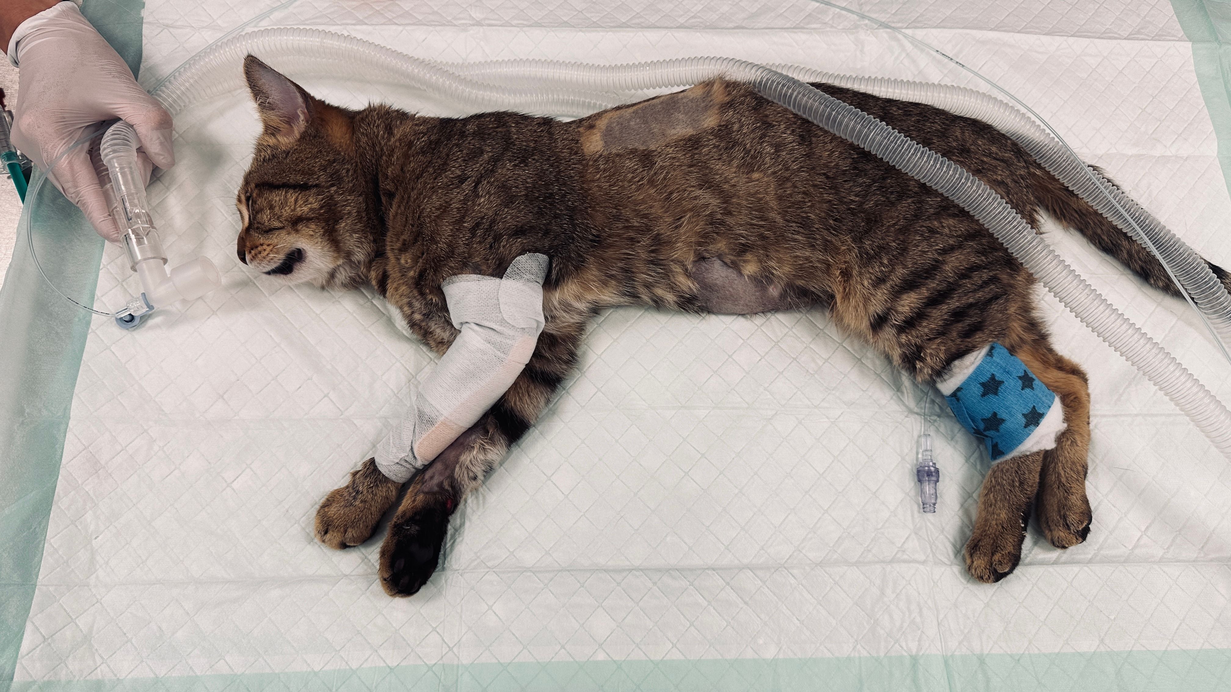 Eine sedierte Katze mit Verbänden liegt auf einer Krankenunterlage, angeschlossen an Schläuche.