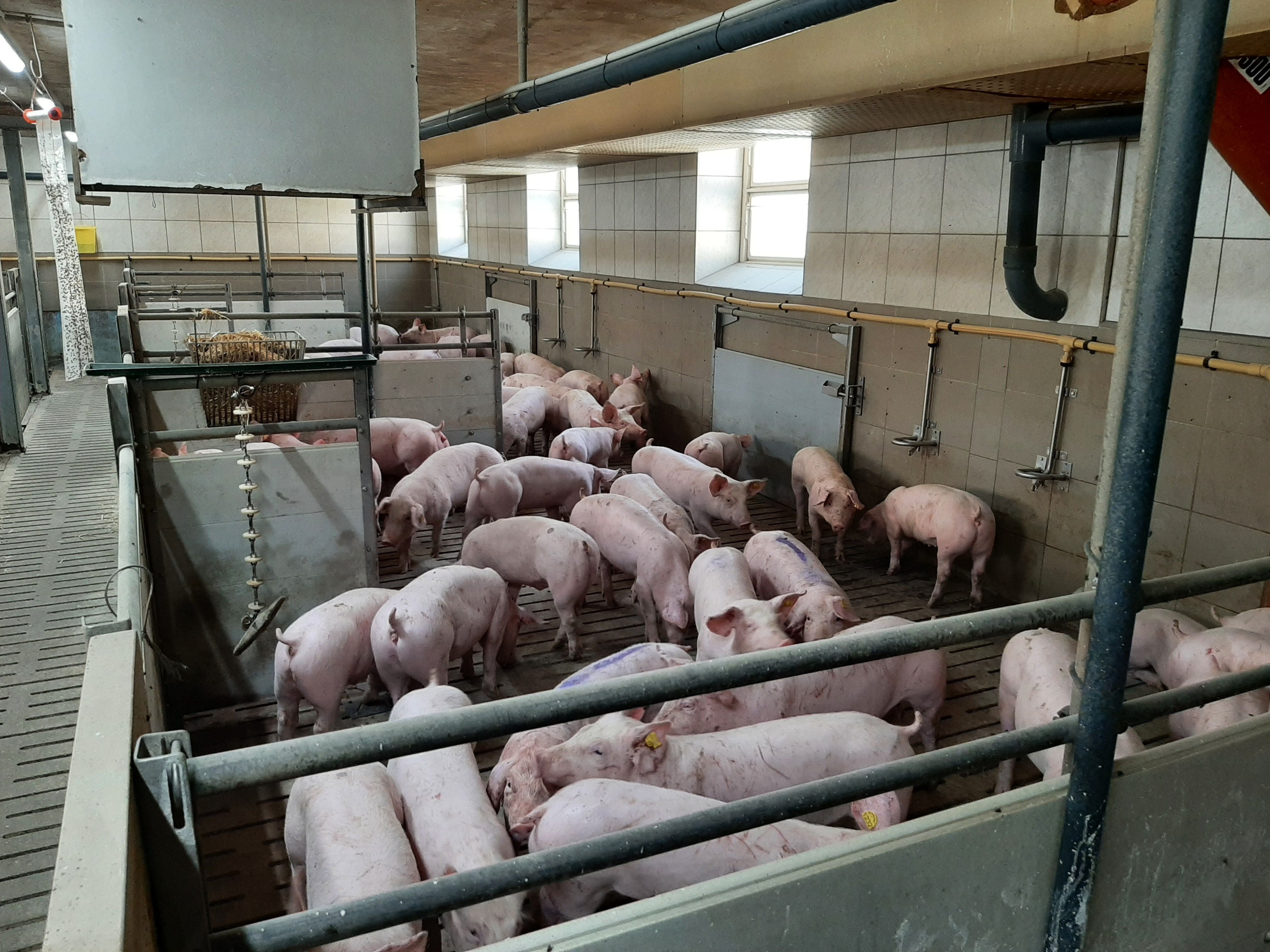 Mehrere Schweine stehen in einem abgetrennten Bereich eines modernen Stalls.