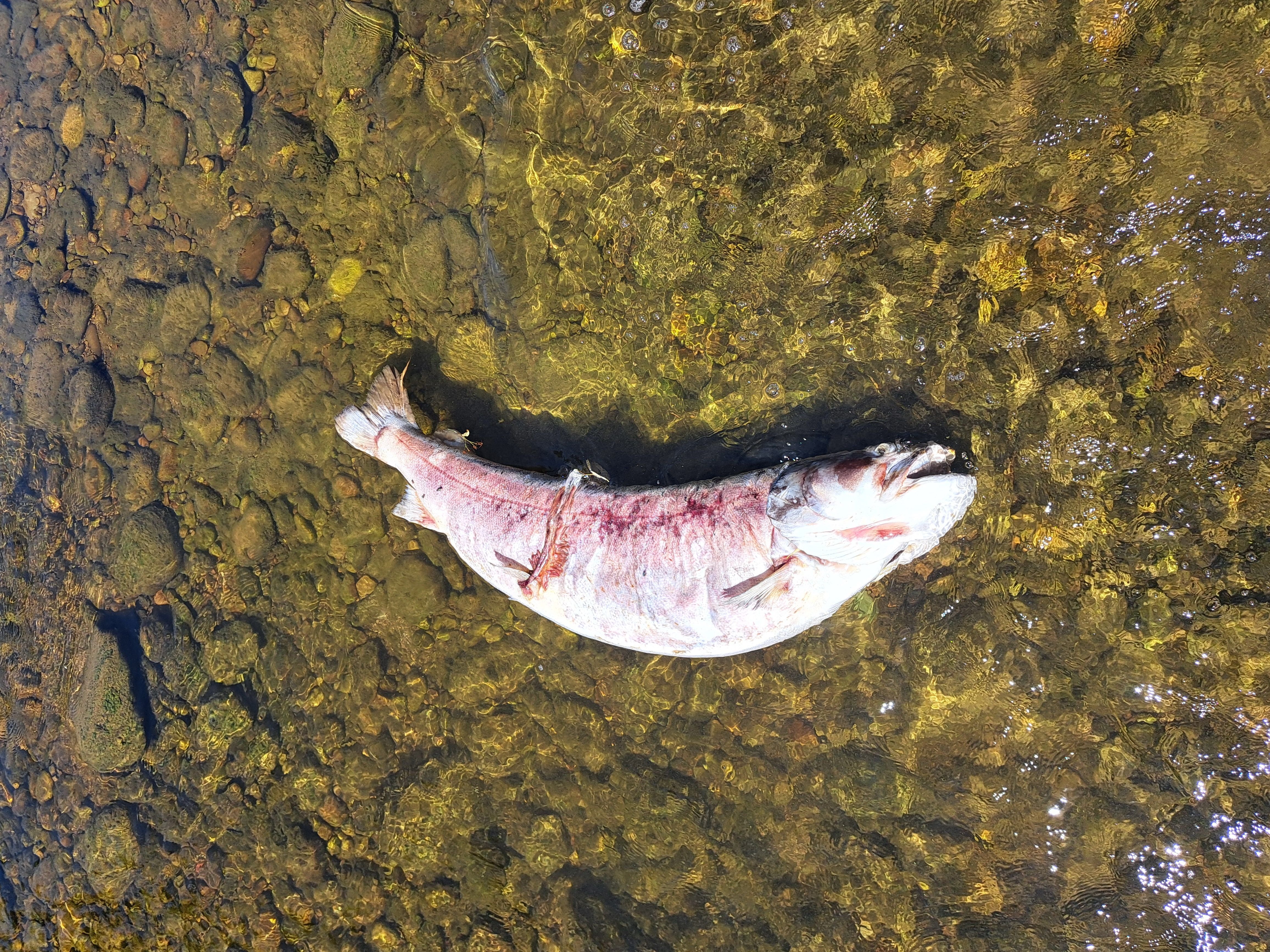 Ein toter Fisch liegt in seichtem, klarem Wasser auf einem steinigen Flussbett.