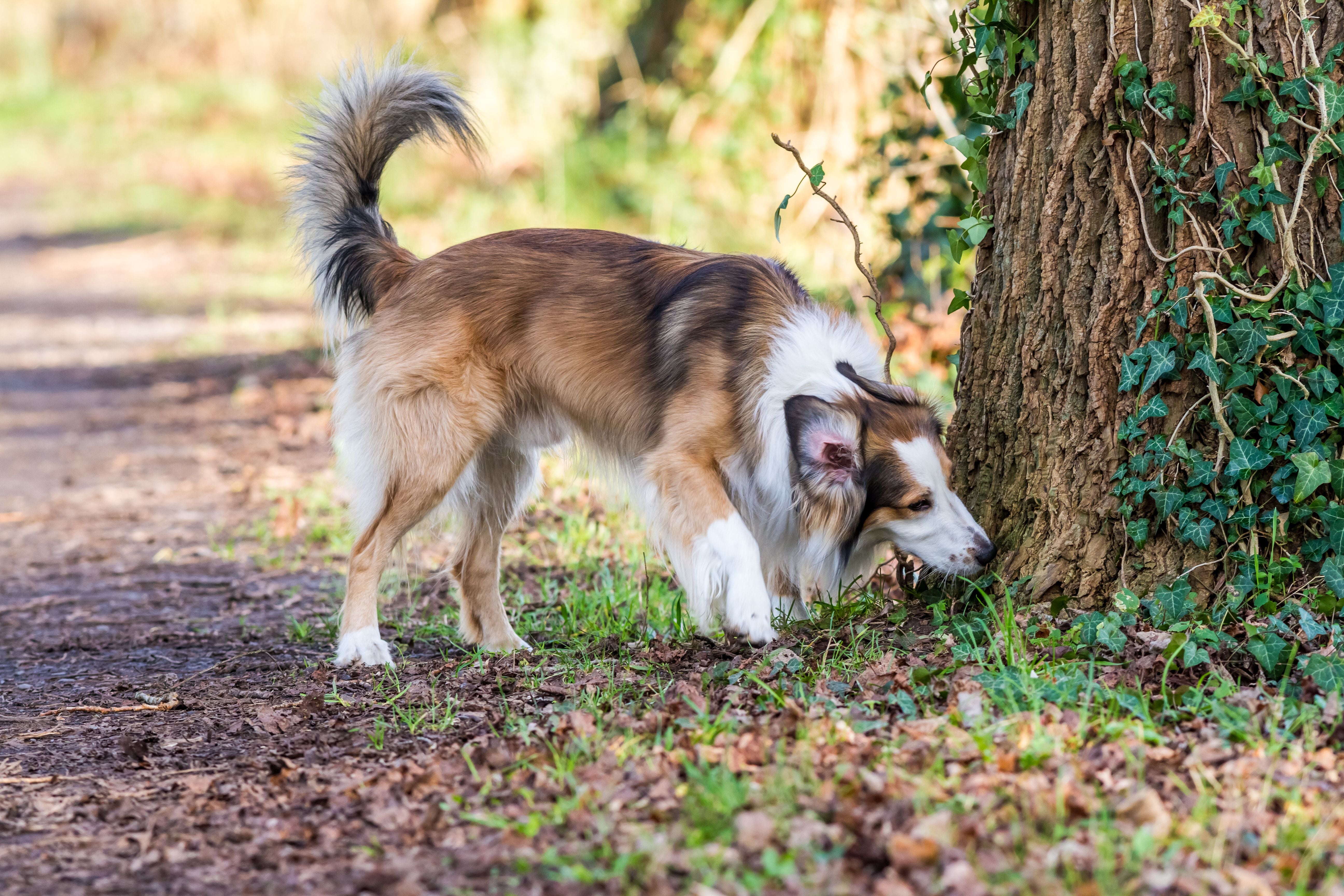 Ein Hund schnüffelt neugierig am Fuß eines Baumes im Wald.