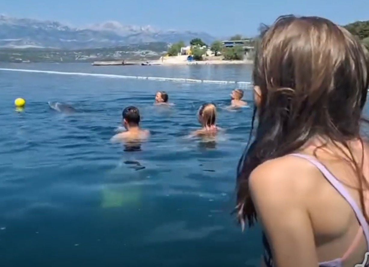 Delfin spielt mit mehreren Badegästen Wasserball im Meer vor kroatischer Küste.