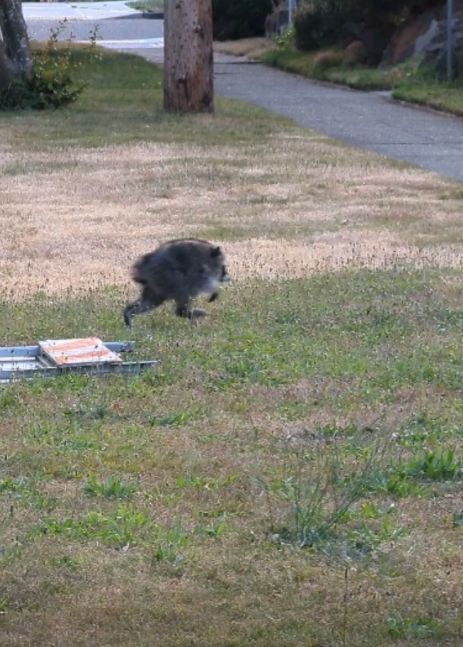 Ein Waschbär läuft über eine Wiese nahe einem Gehweg, im Vordergrund steht eine Lebendfalle.