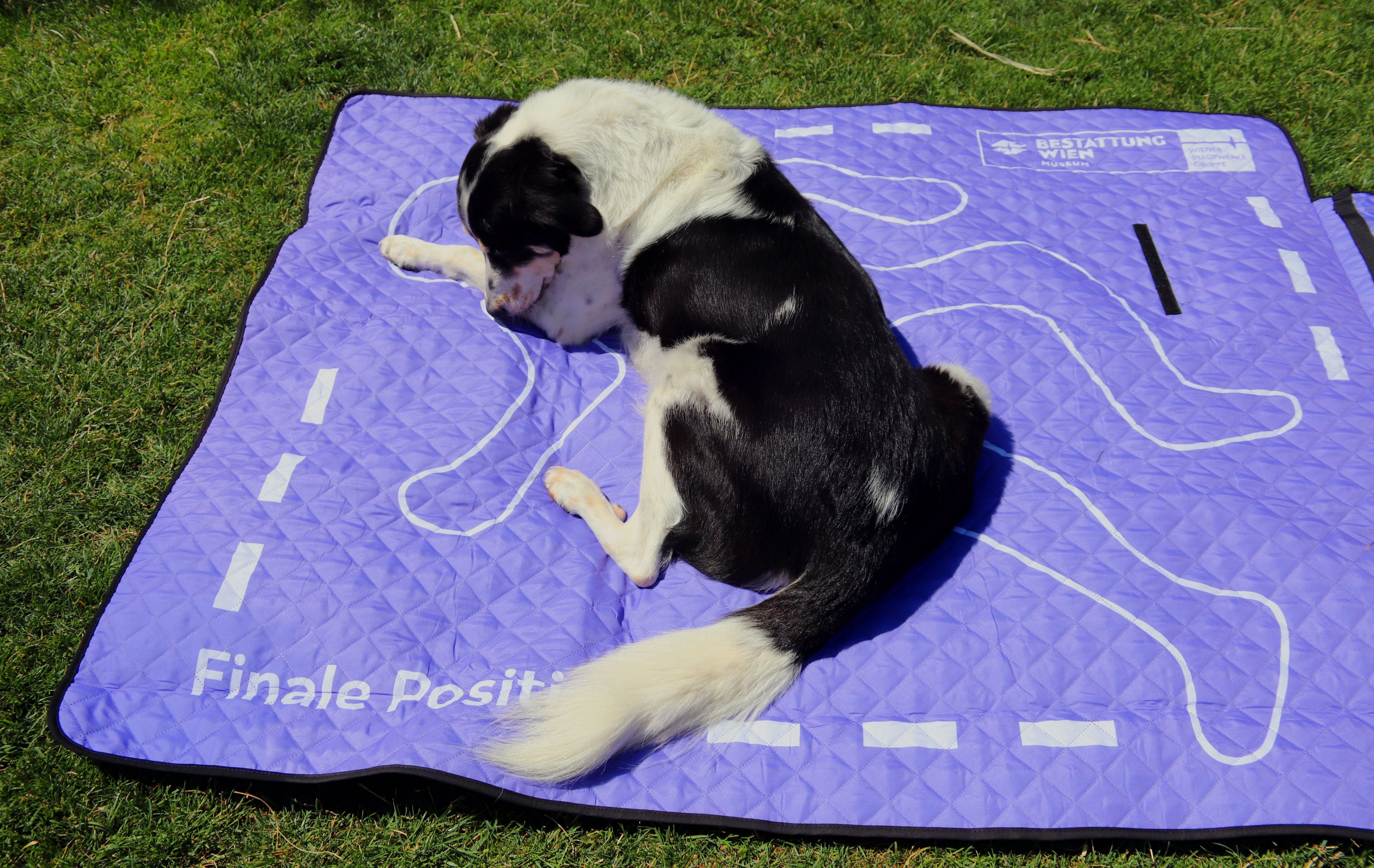 Ein schwarz-weißer Hund liegt auf einer lila Picknickdecke mit Kreideumriss am Rasen.