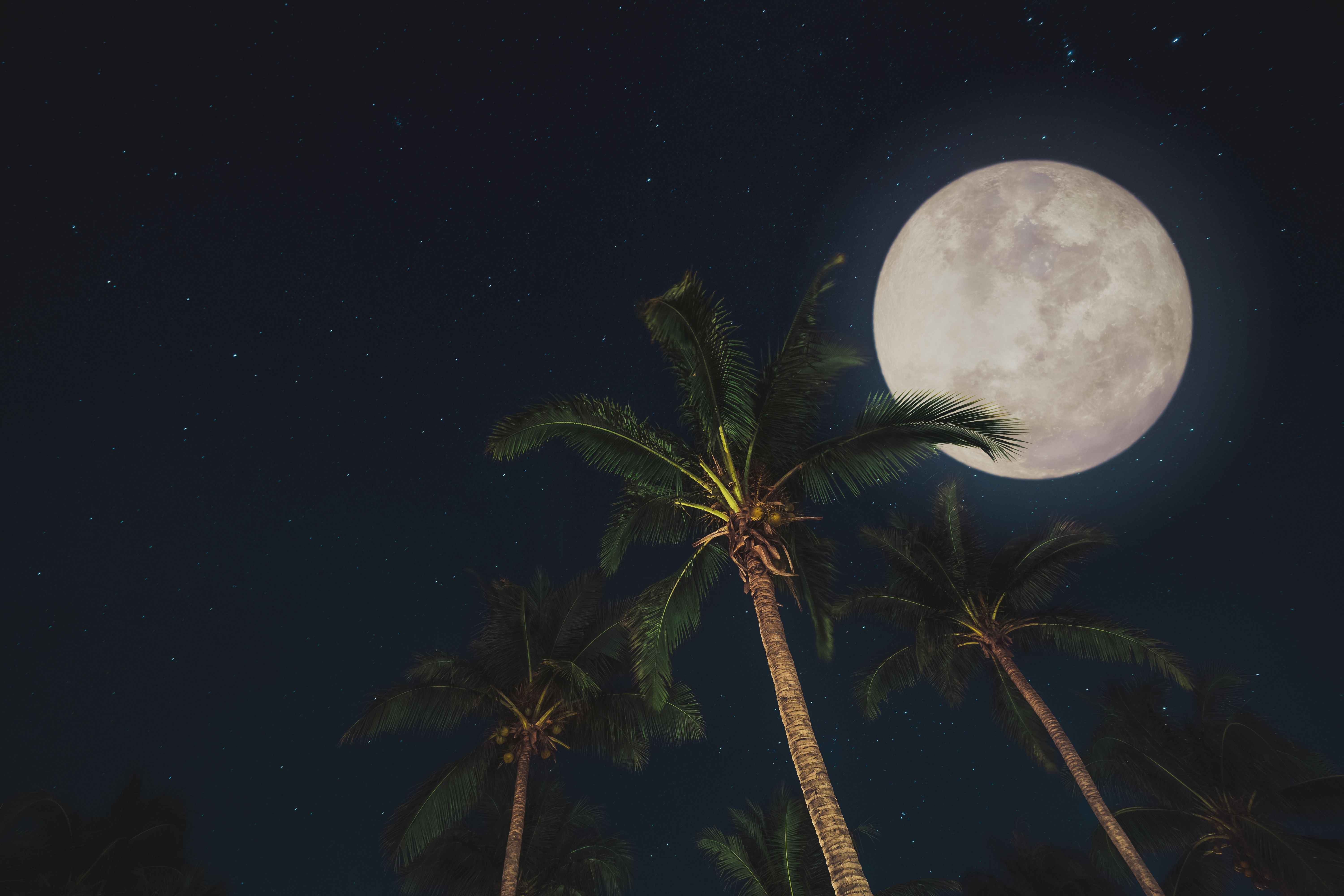 Vollmond leuchtet über Palmen vor einem klaren, sternenreichen Nachthimmel.