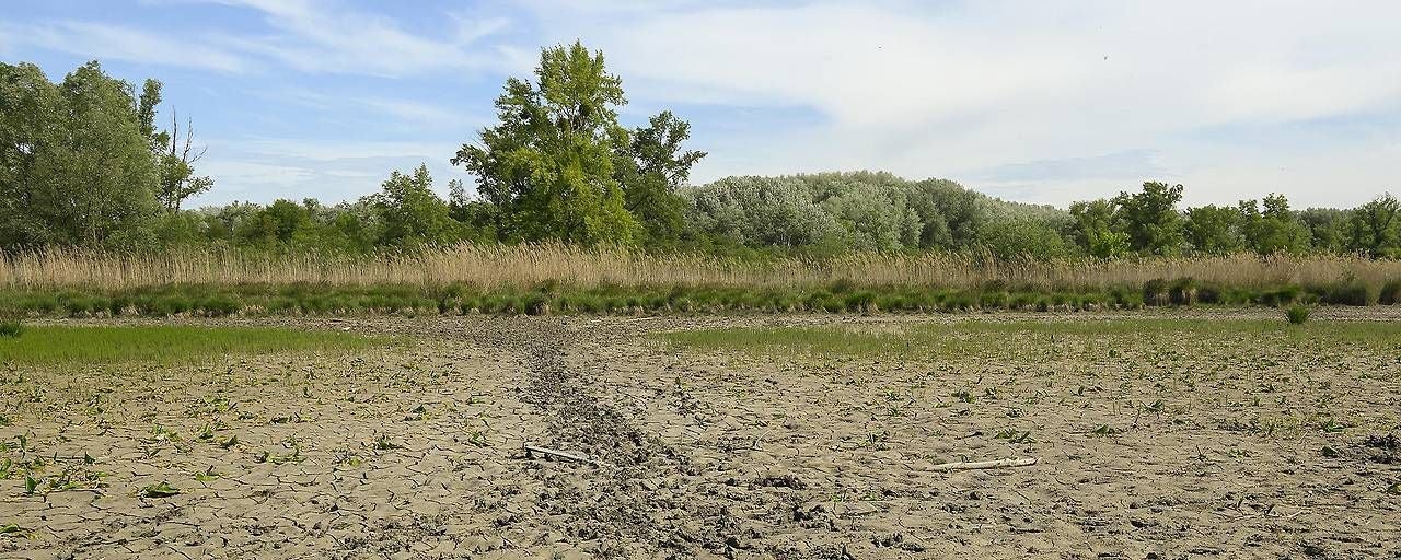 Ausgetrocknetes Flussbett in der Unteren Lobau mit Rissen im Boden und Bäumen im Hintergrund.