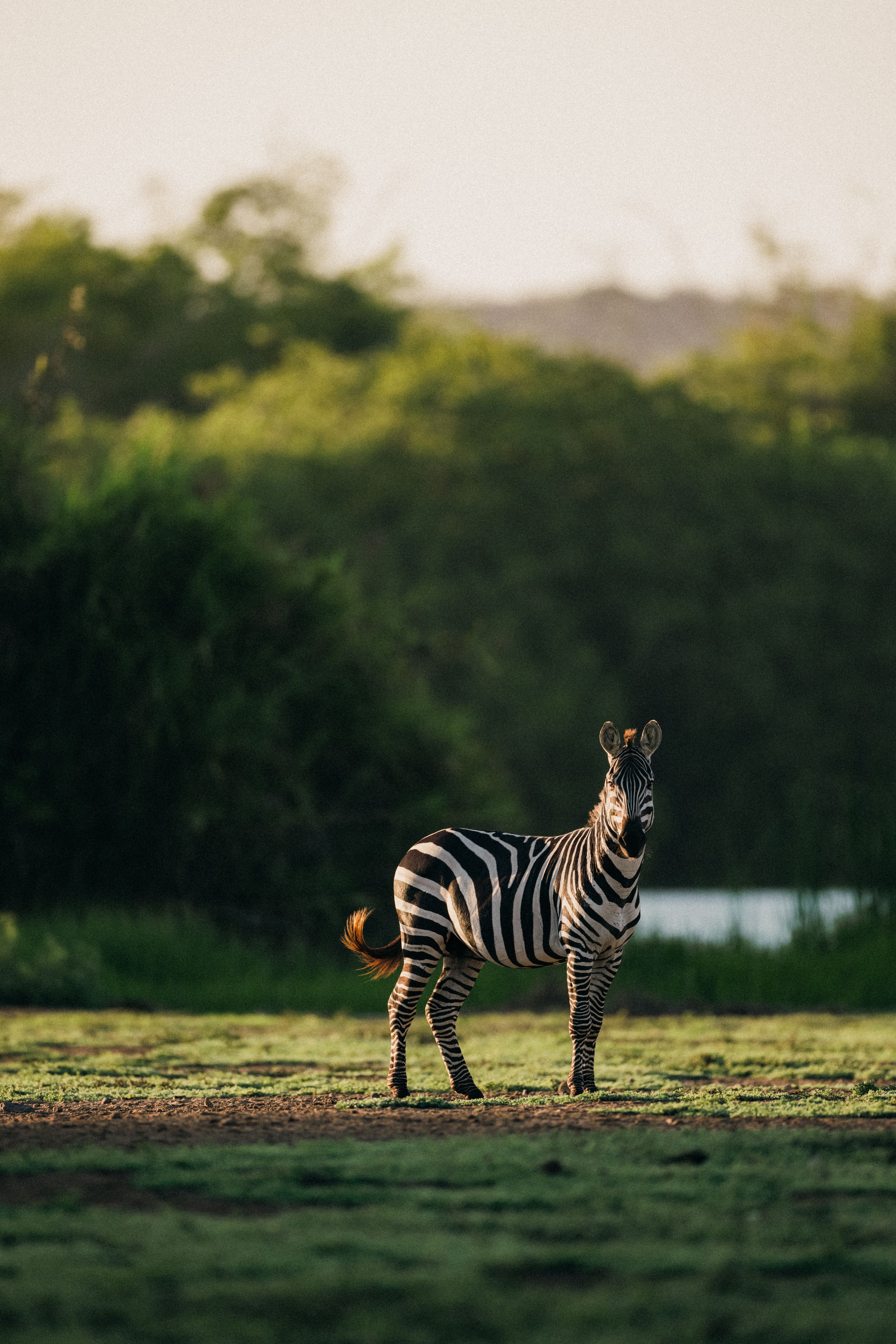 Ein Zebra steht auf einer Wiese vor grünem, unscharfem Hintergrund.