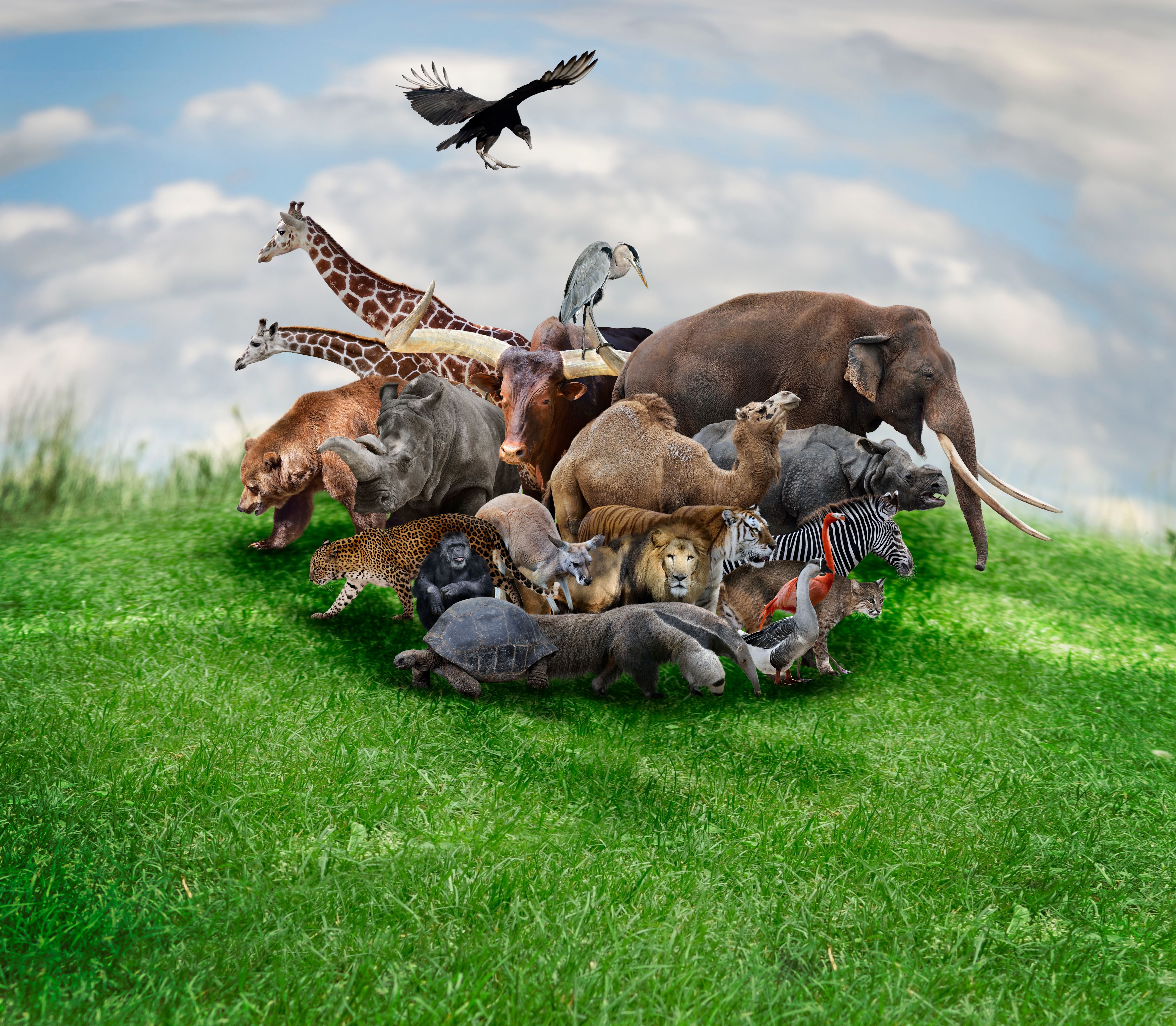 Gruppe verschiedener Wildtiere und Vögel auf einer Wiese unter bewölktem Himmel.