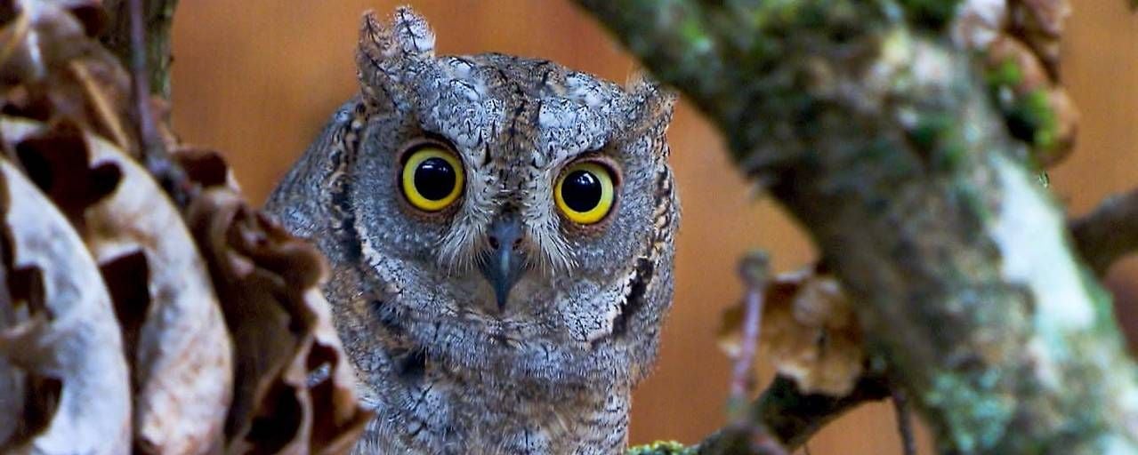 Eine Eule mit großen gelben Augen sitzt zwischen Ästen und trockenen Blättern.